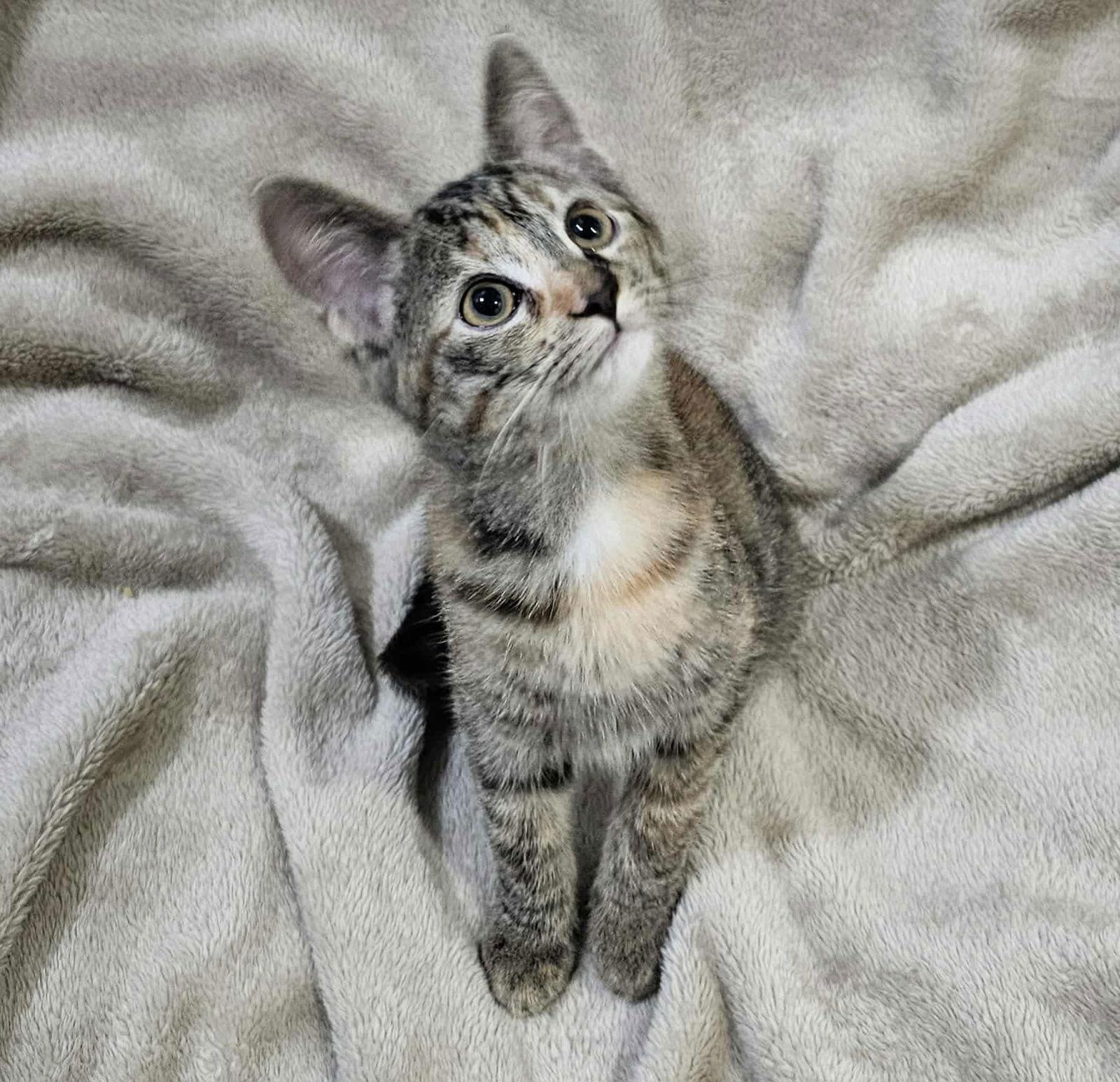 Enlarge Paprika - SEE ME AT PETCO!, a Adoptable mixed breed in Cookeville, TN image 2/4