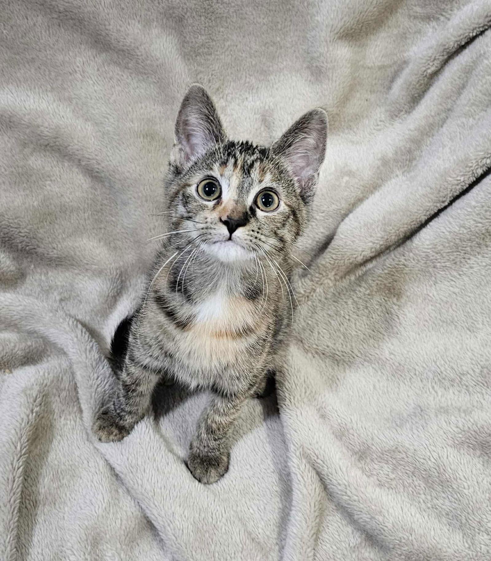 Enlarge Paprika - SEE ME AT PETCO!, a Adoptable mixed breed in Cookeville, TN image 3/4