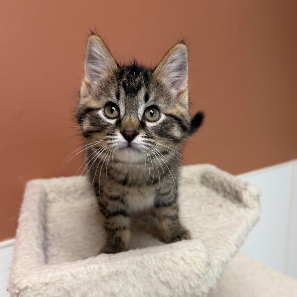 Popple, Adoptable, Kitten Female Domestic Short Hair.