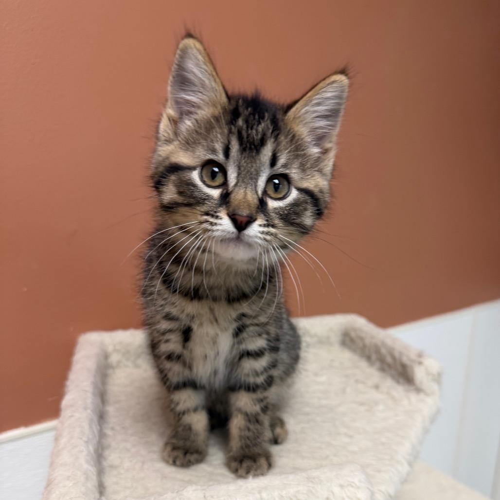 Enlarge Popple, a Adoptable Domestic Short Hair in Detroit Lakes, MN image 2/5