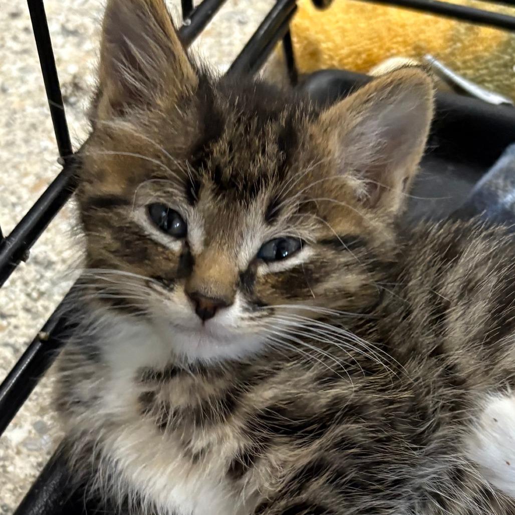Enlarge Popple, a Adoptable Domestic Short Hair in Detroit Lakes, MN image 3/5
