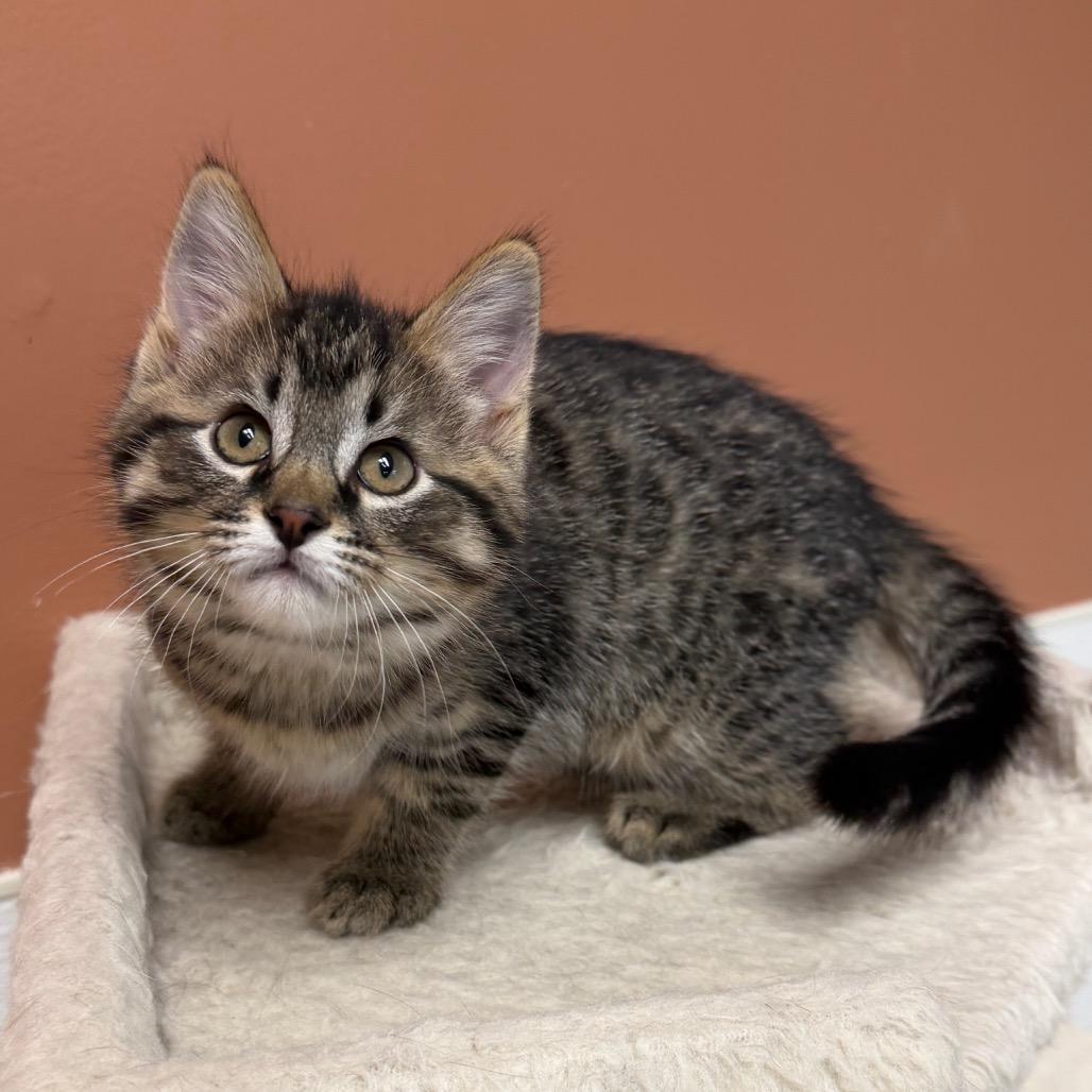 Enlarge Popple, a Adoptable Domestic Short Hair in Detroit Lakes, MN image 4/5