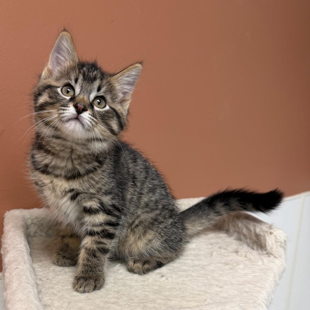 Enlarge Popple, a Adoptable Domestic Short Hair in Detroit Lakes, MN image 5/5