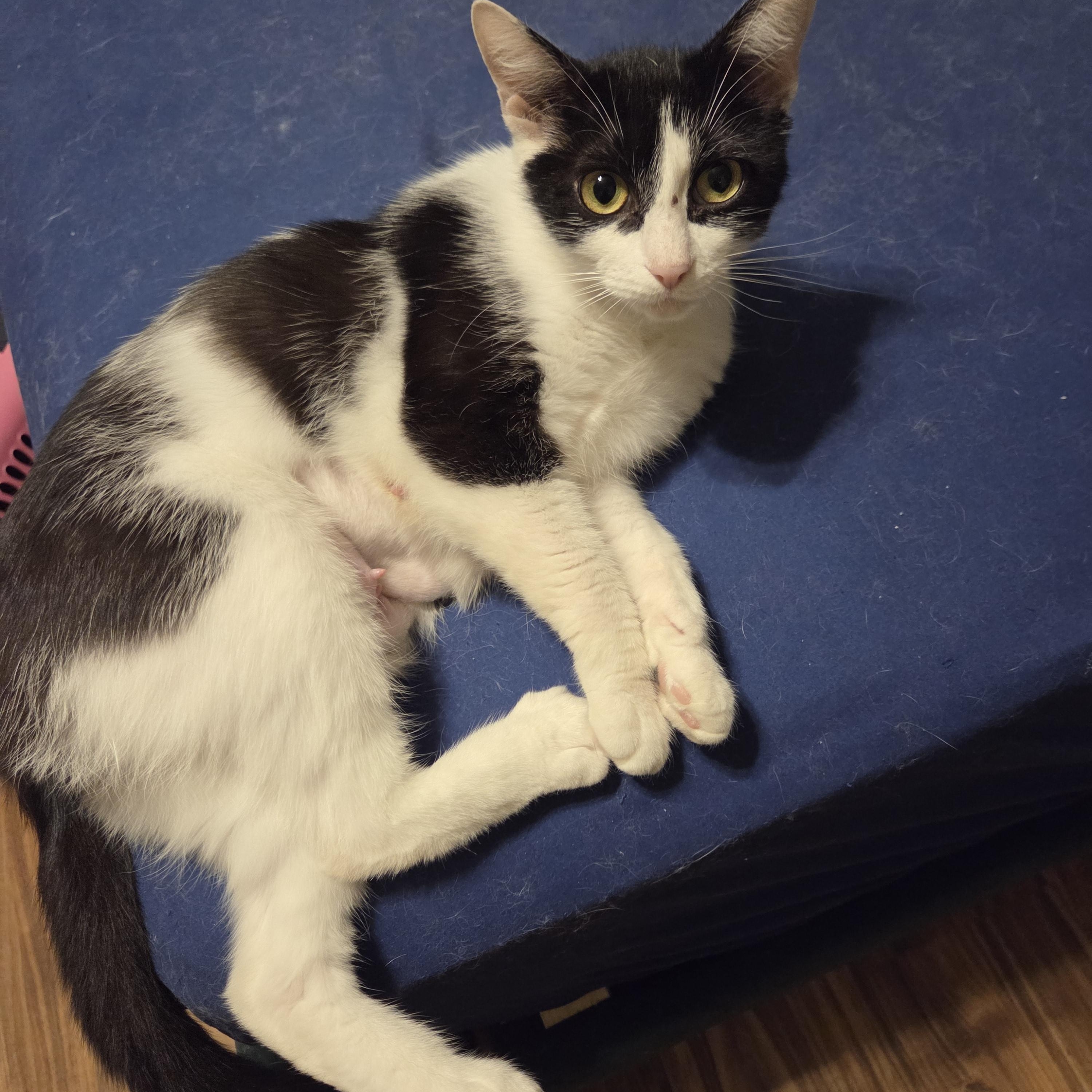 Enlarge Whiskers, a ADOPTABLE Domestic Short Hair in Milwaukee, WI image 3/5