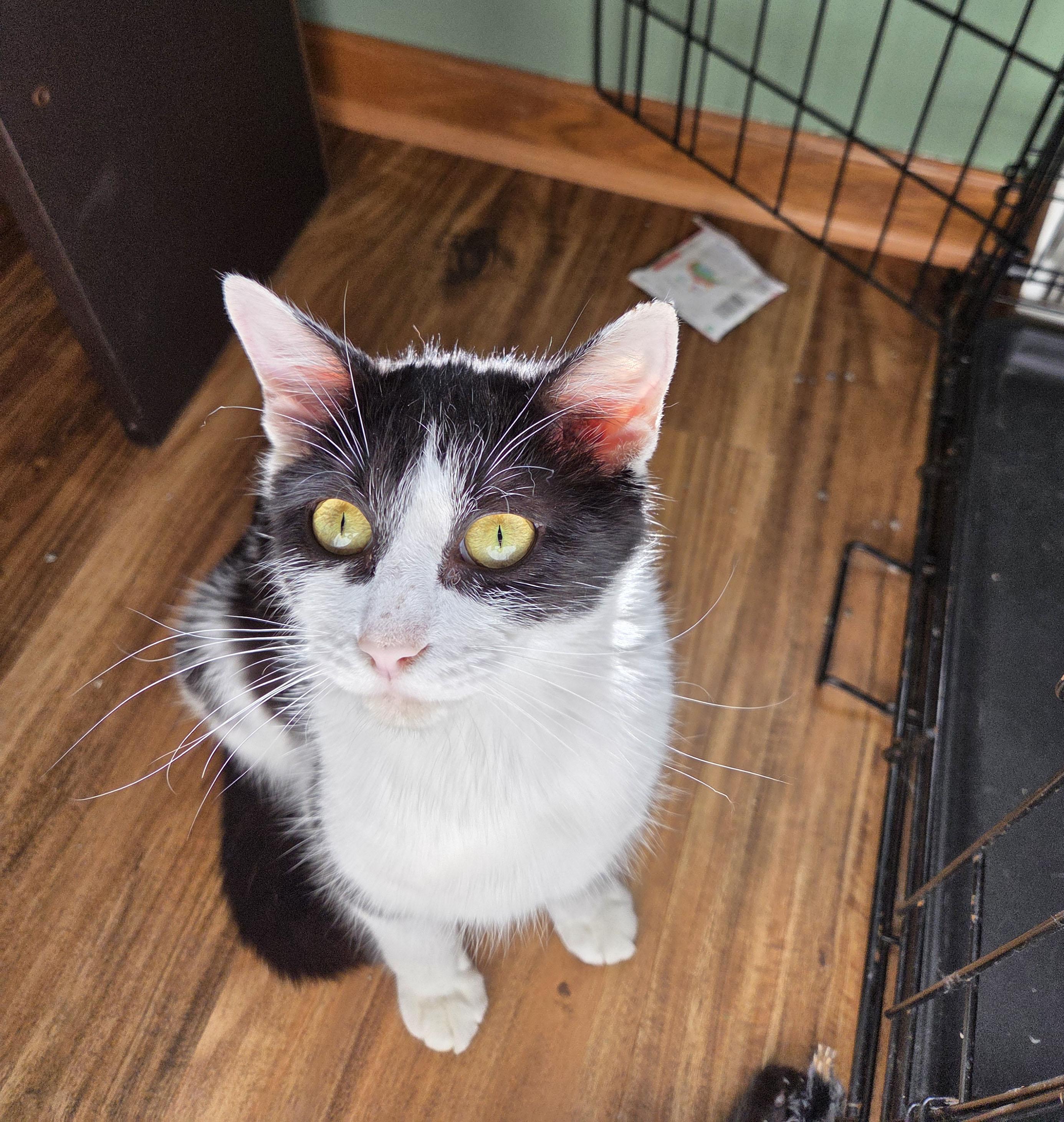 Whiskers, ADOPTABLE, Young Female Domestic Short Hair.