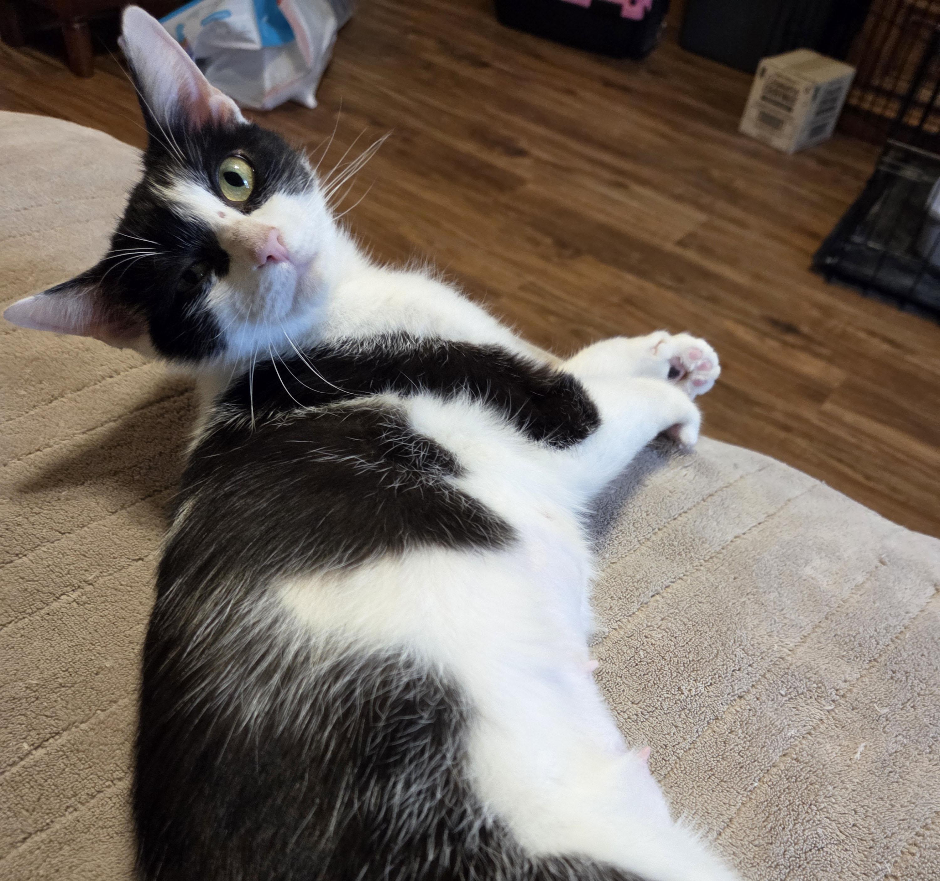 Enlarge Whiskers, a ADOPTABLE Domestic Short Hair in Milwaukee, WI image 4/5