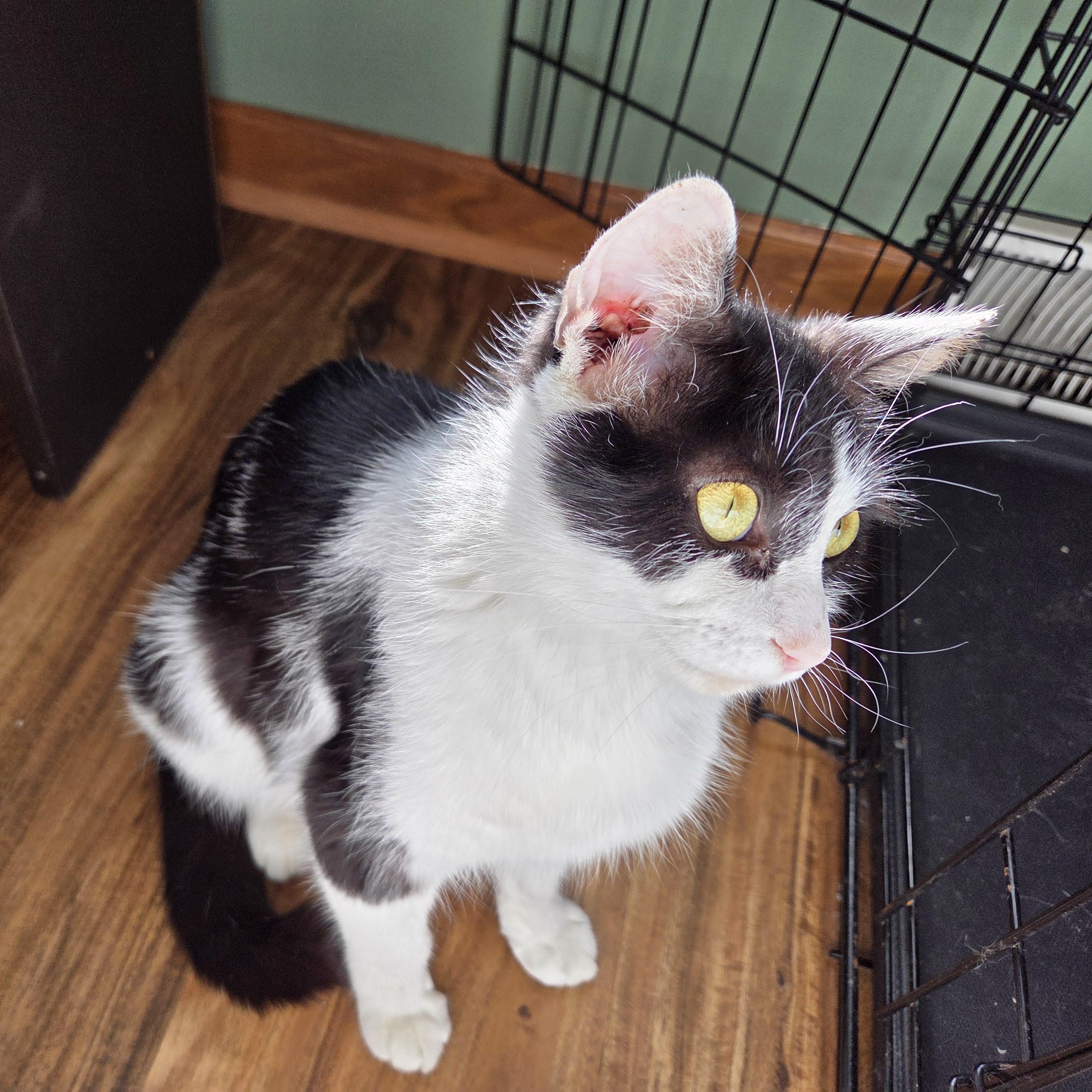 Enlarge Whiskers, a ADOPTABLE Domestic Short Hair in Milwaukee, WI image 5/5