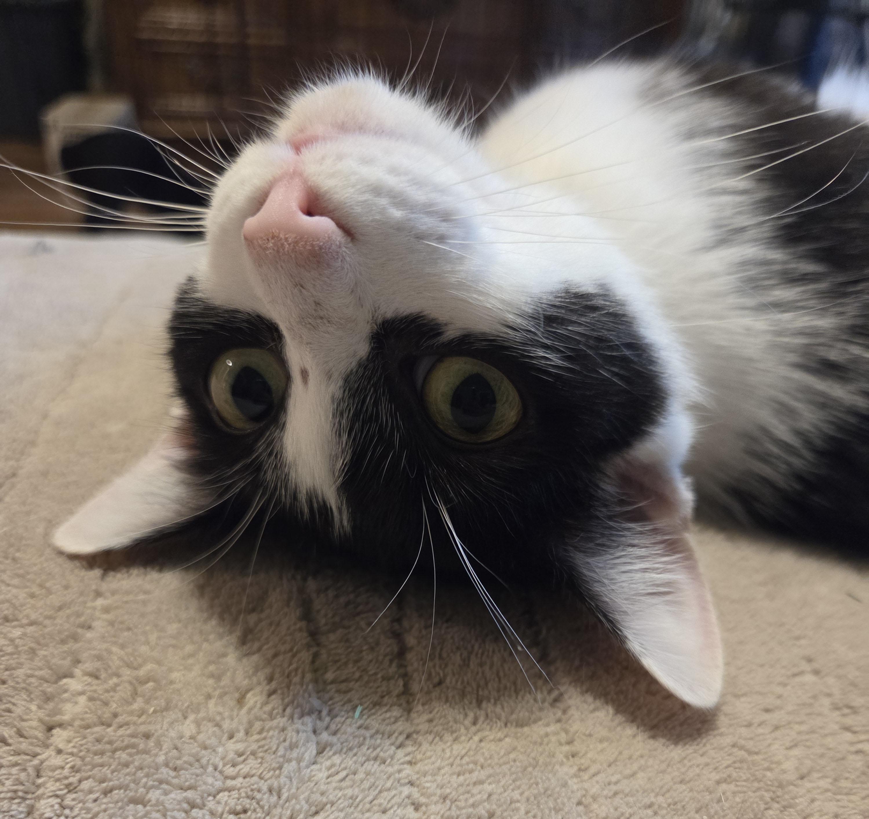 Enlarge Whiskers, a ADOPTABLE Domestic Short Hair in Milwaukee, WI image 2/5