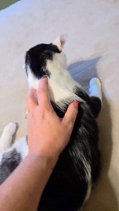 Enlarge Whiskers, a Adoptable Domestic Short Hair in Milwaukee, WI video 6/6