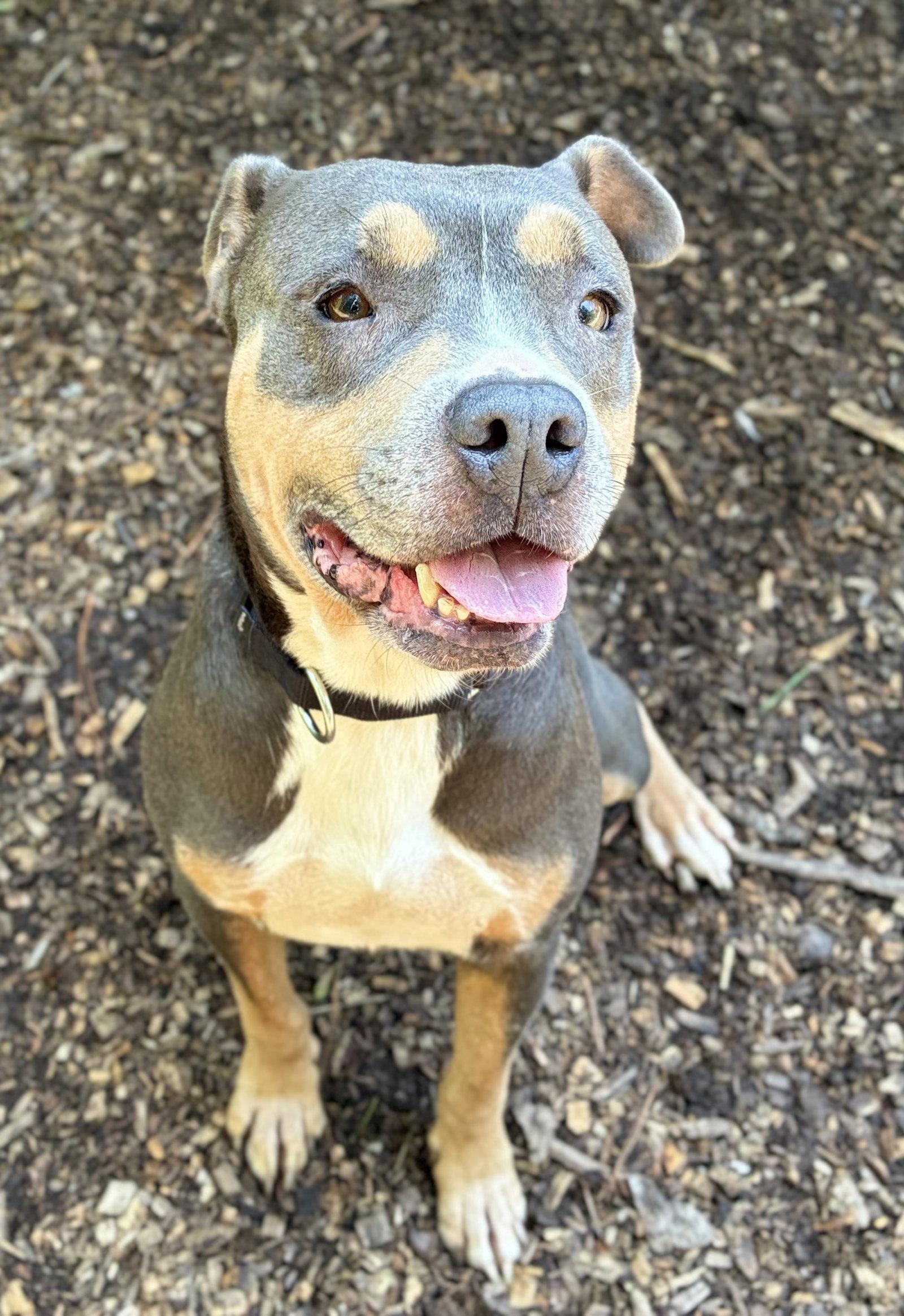 Enlarge Mandy, a Adoptable Pit Bull Terrier in Clarkesville, GA image 1/3
