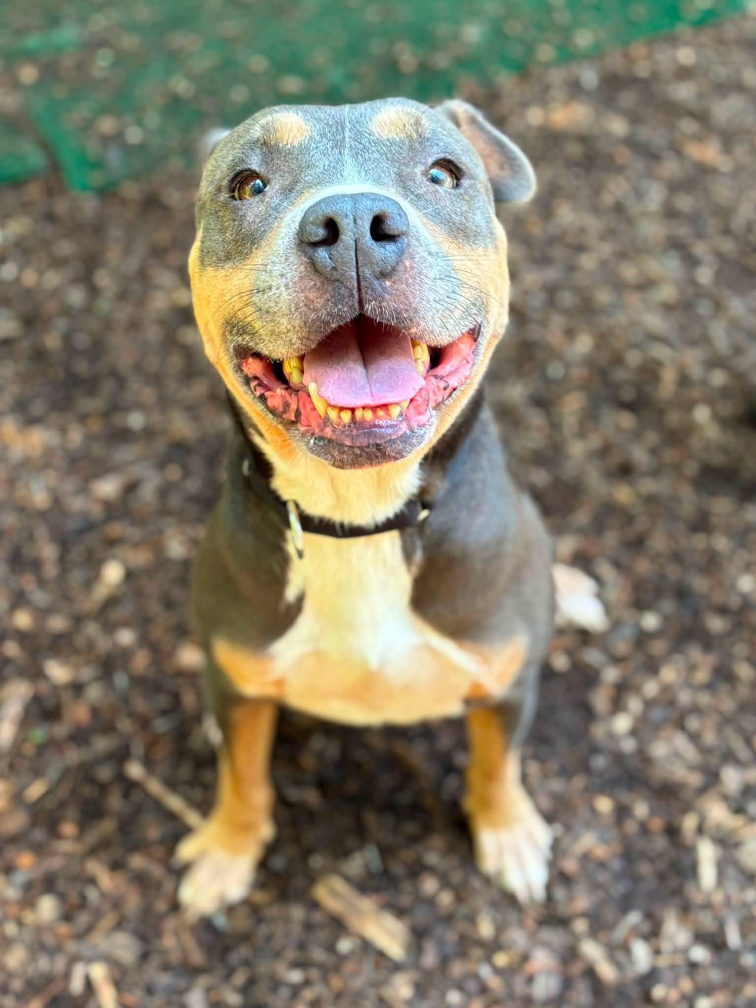 Enlarge Mandy, a Adoptable Pit Bull Terrier in Clarkesville, GA image 2/3