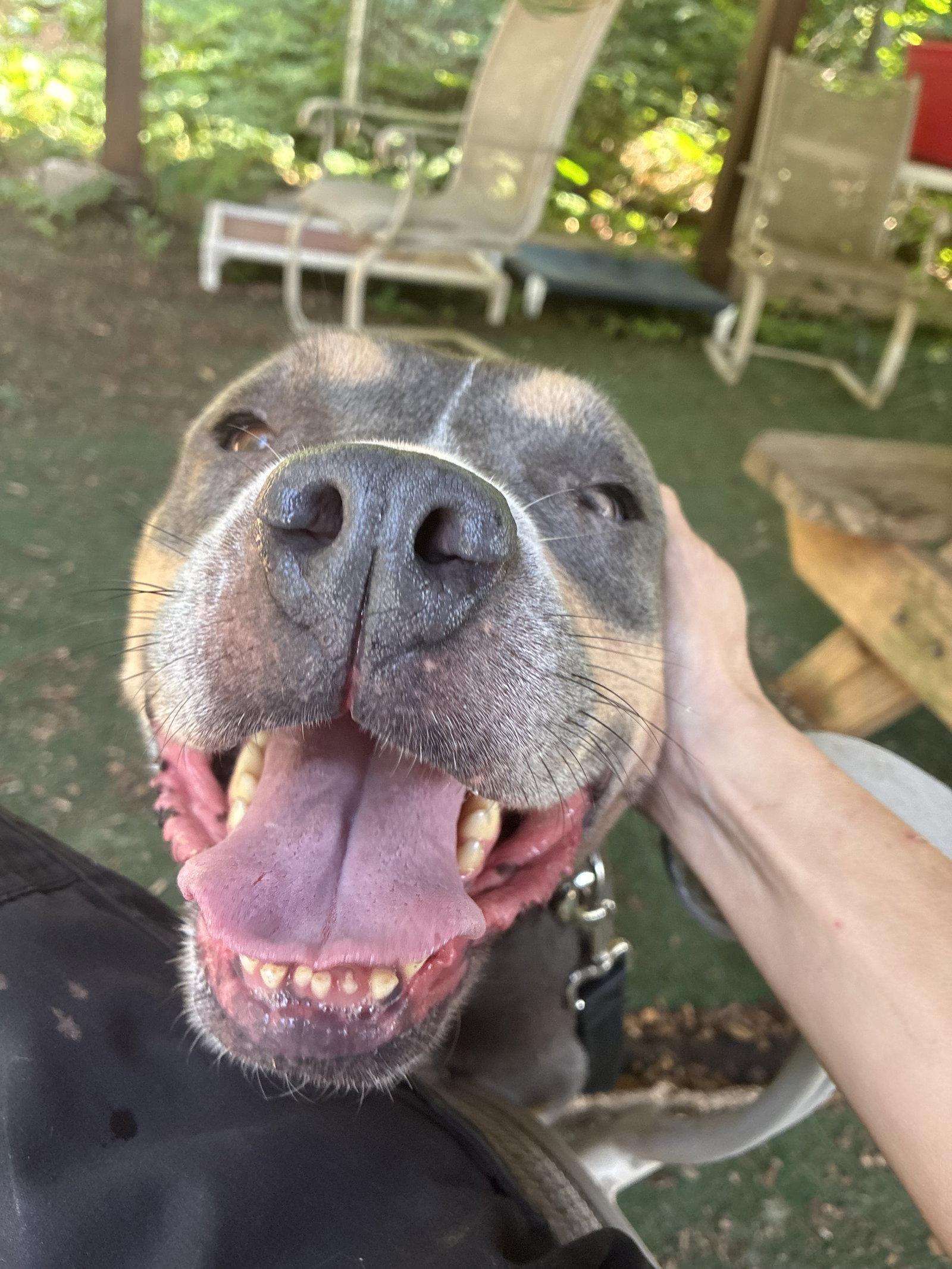 Enlarge Mandy, a Adoptable Pit Bull Terrier in Clarkesville, GA image 3/3