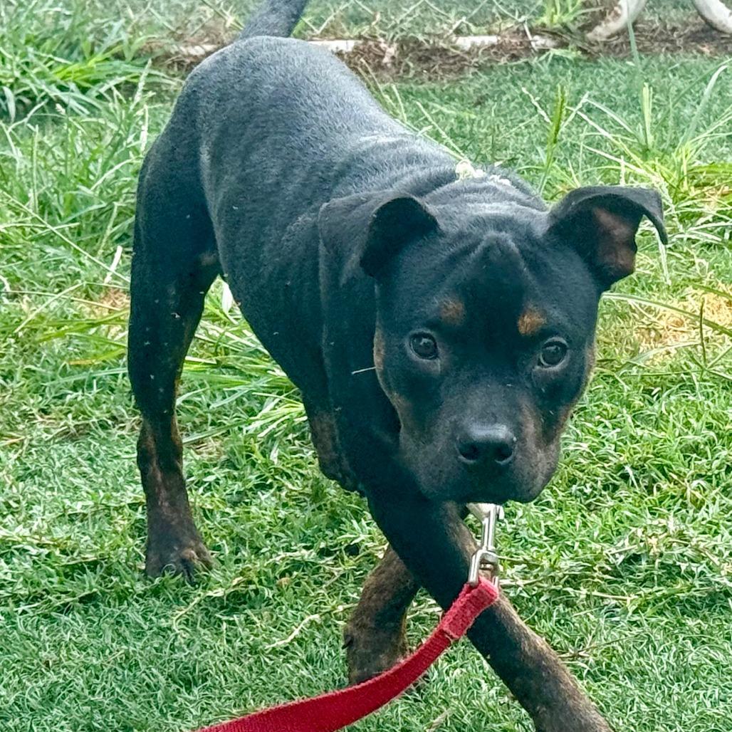 Shorty photo