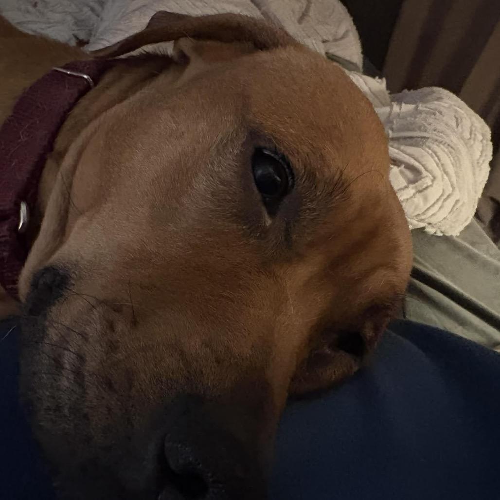 Isles, Adoptable, Adult Female Mixed Breed.