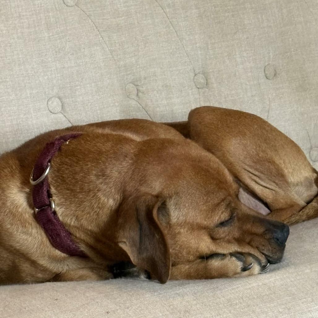 Enlarge Isles, a Adoptable Mixed Breed in DeKalb, IL image 2/3