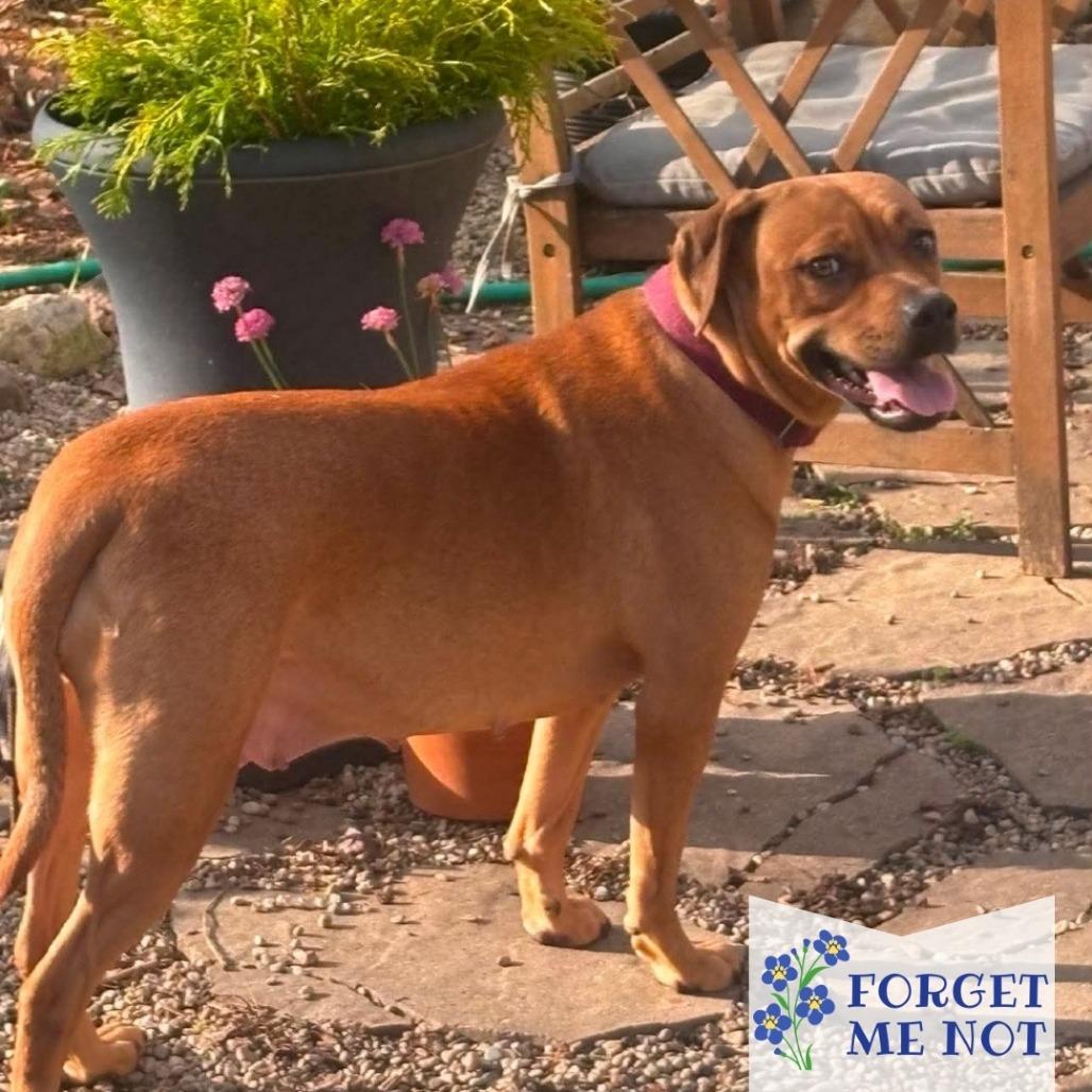 Enlarge Isles, a Adoptable Mixed Breed in DeKalb, IL image 3/6