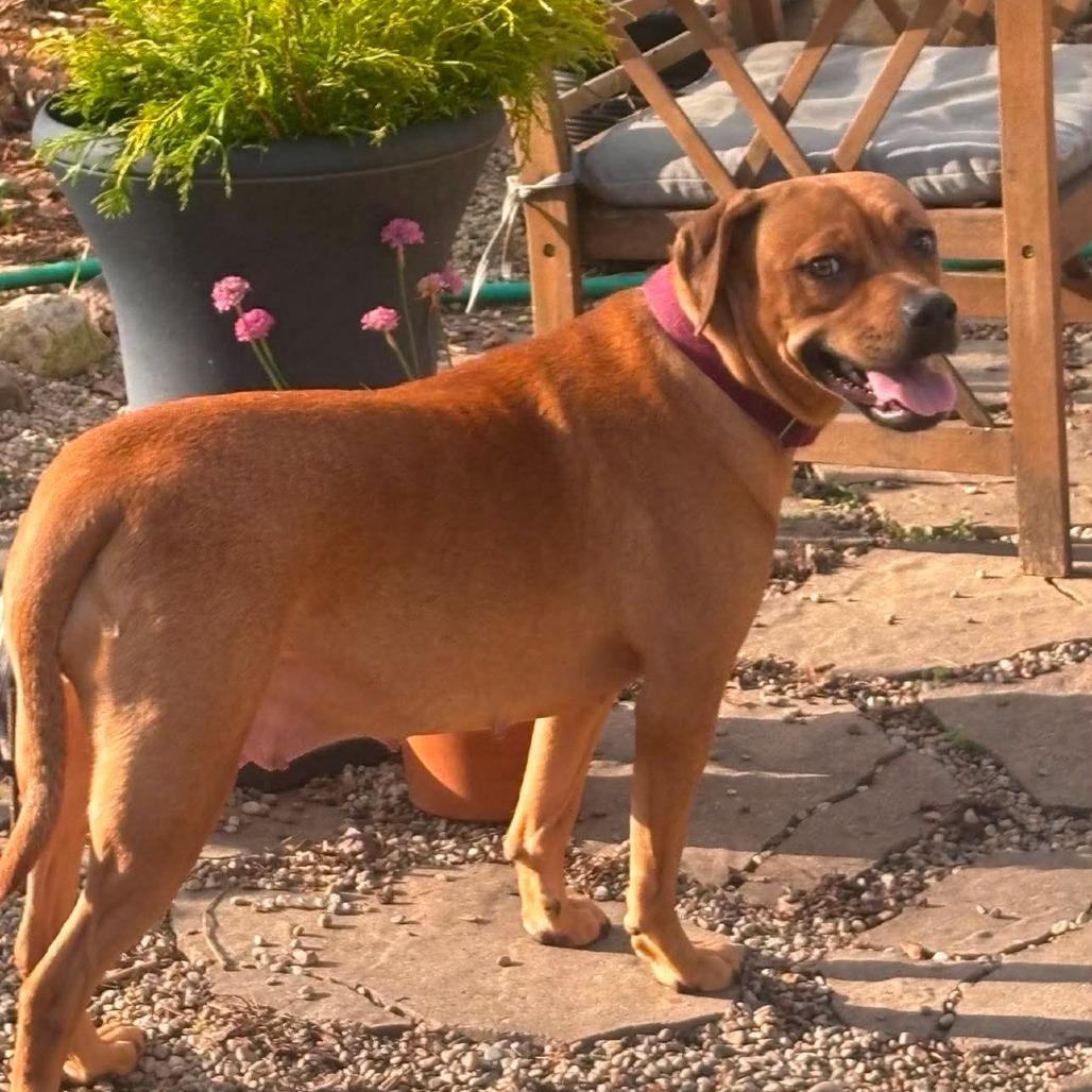 Enlarge Isles, a Adoptable Mixed Breed in DeKalb, IL image 3/6