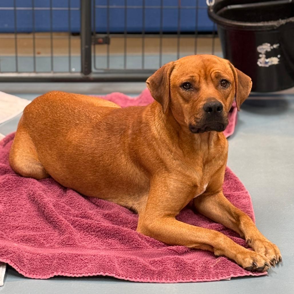 Enlarge Isles, a Adoptable Mixed Breed in DeKalb, IL image 3/3