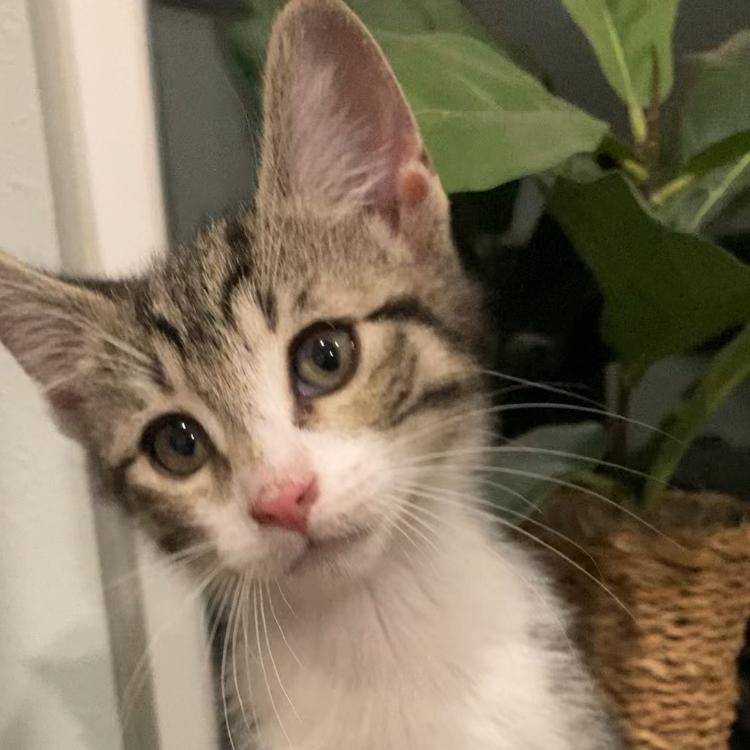 Enlarge Breeze Haines-AR, a Adoptable Domestic Short Hair in Tallahassee, FL image 3/6