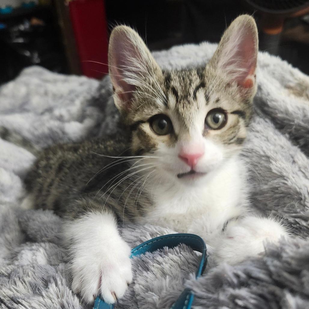 Enlarge Breeze Haines-AR, a Adoptable Domestic Short Hair in Tallahassee, FL image 4/6