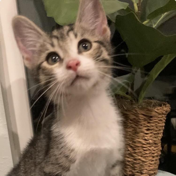 Enlarge Breeze Haines-AR, a Adoptable Domestic Short Hair in Tallahassee, FL image 5/6