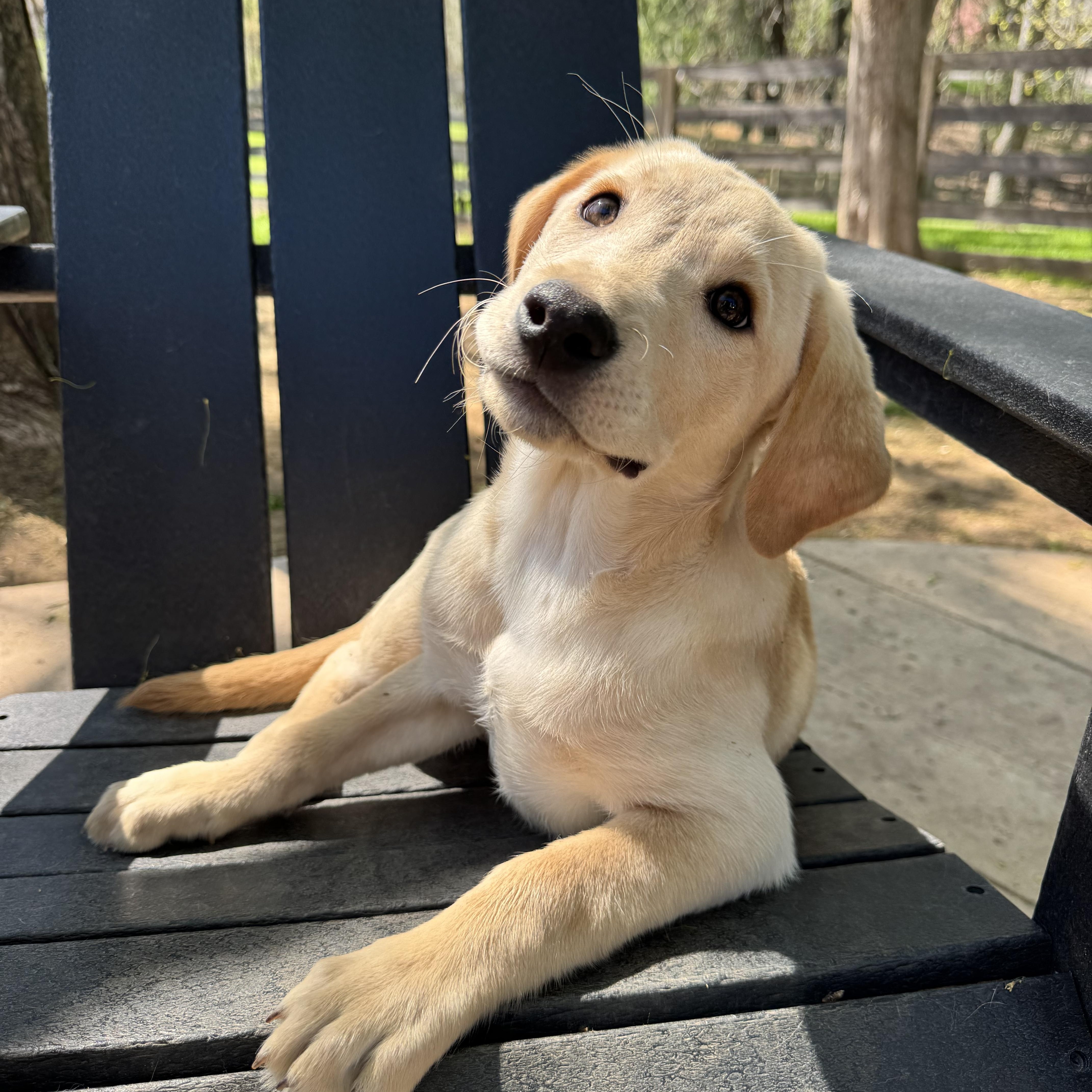 Arlo , Adoptable, Puppy Male Yellow Labrador Retriever.
