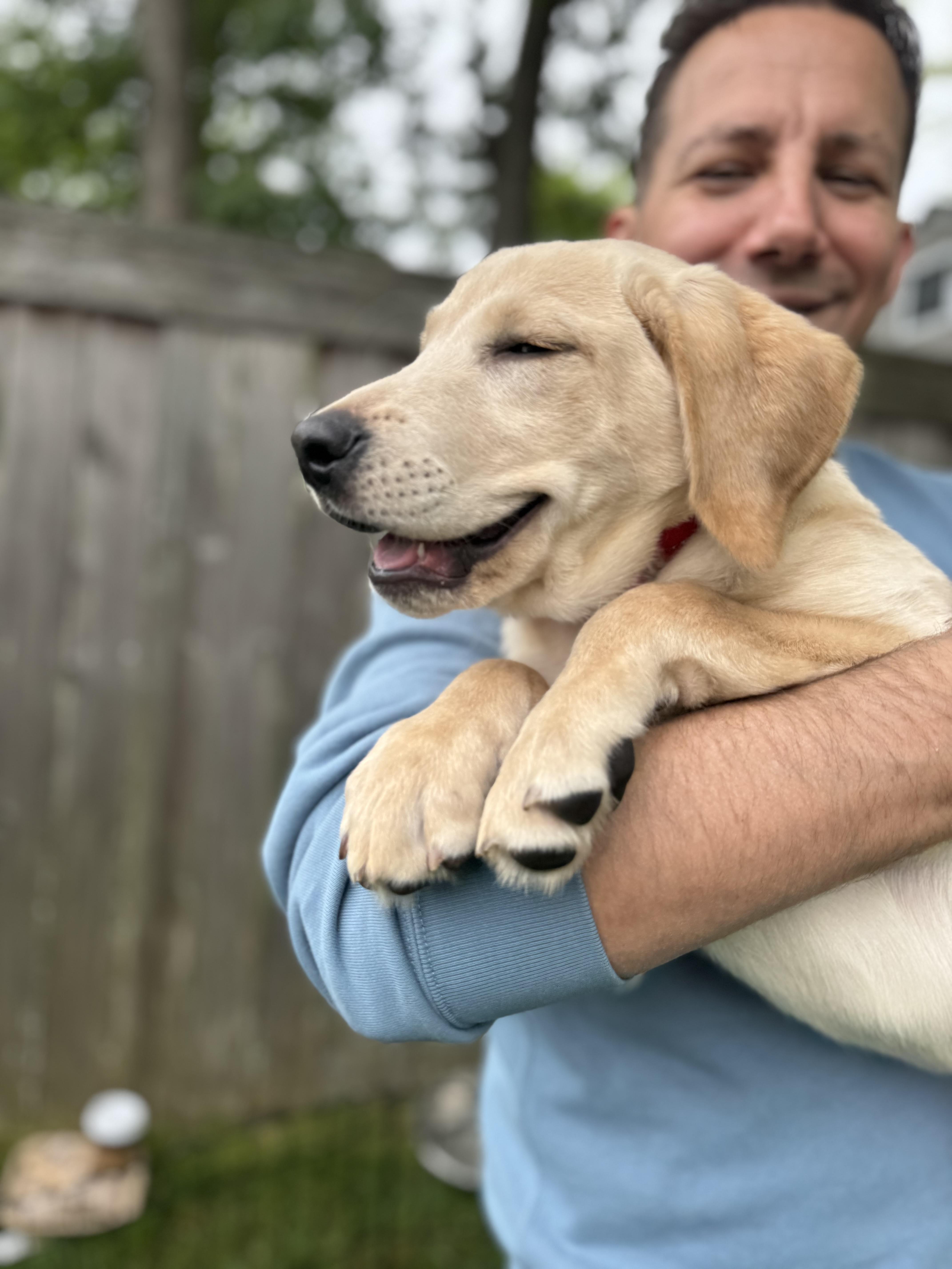 Enlarge Arlo , a Adoptable Yellow Labrador Retriever in Alexandria , VA image 5/5