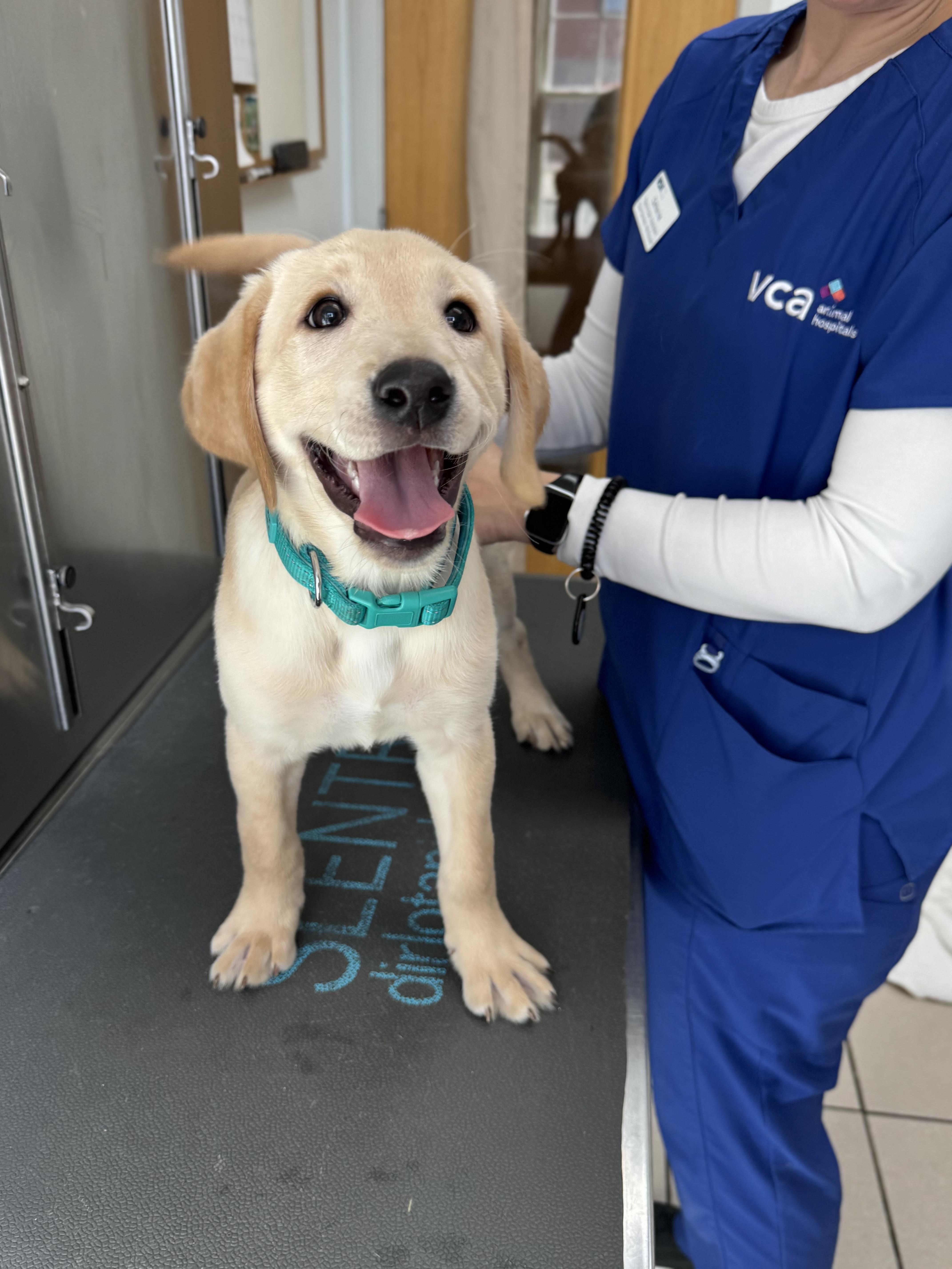 Enlarge Arlo , a Adoptable Yellow Labrador Retriever in Alexandria , VA image 2/5