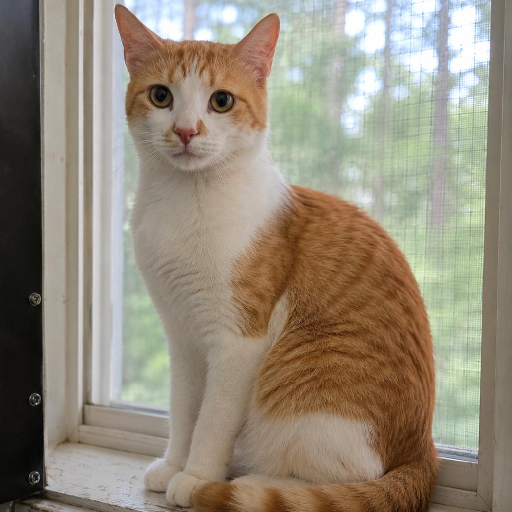 Enlarge Jekyll, a Adoptable Domestic Short Hair in Eureka Springs, AR image 1/2
