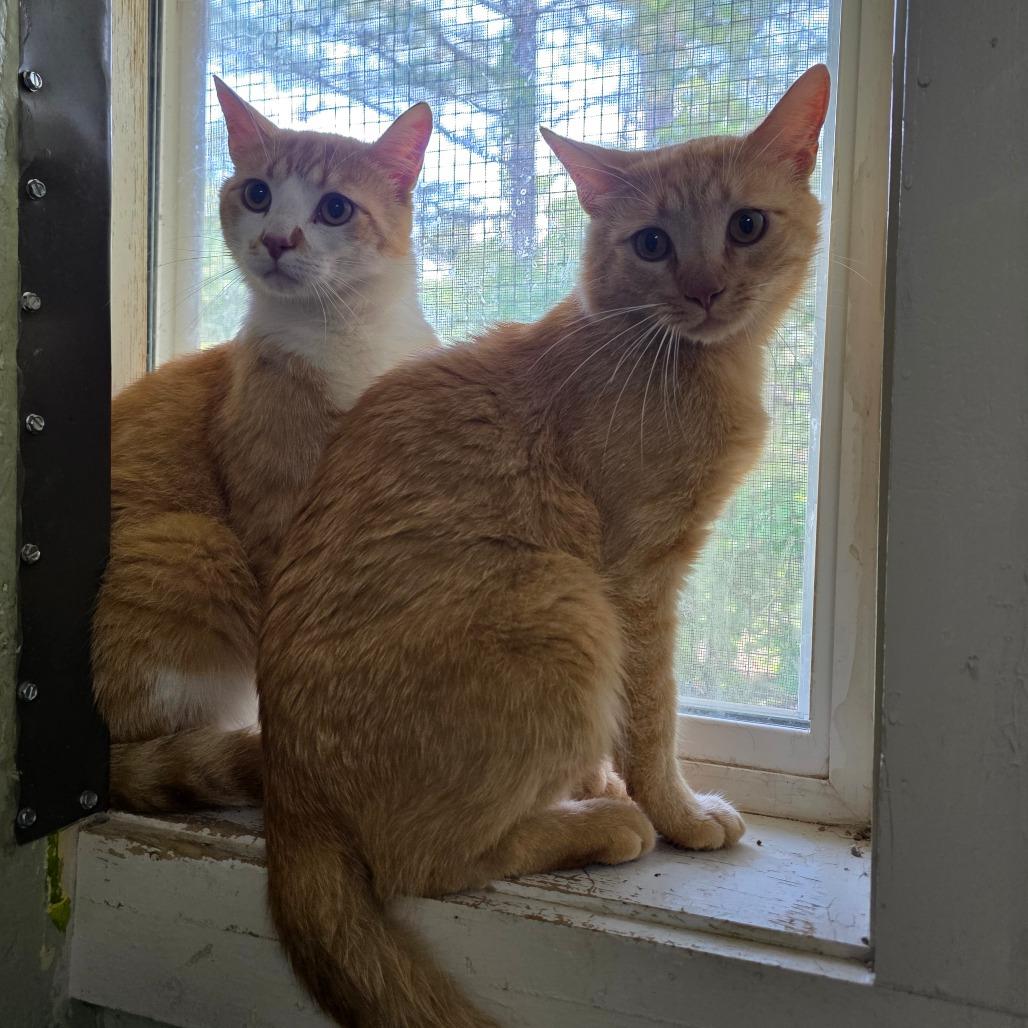 Enlarge Jekyll, a Adoptable Domestic Short Hair in Eureka Springs, AR image 2/2