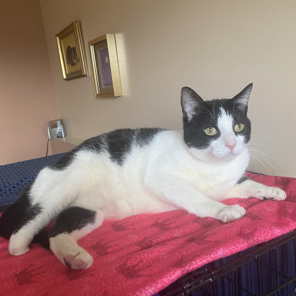 Cappy, Adoptable, Adult Male Domestic Short Hair.