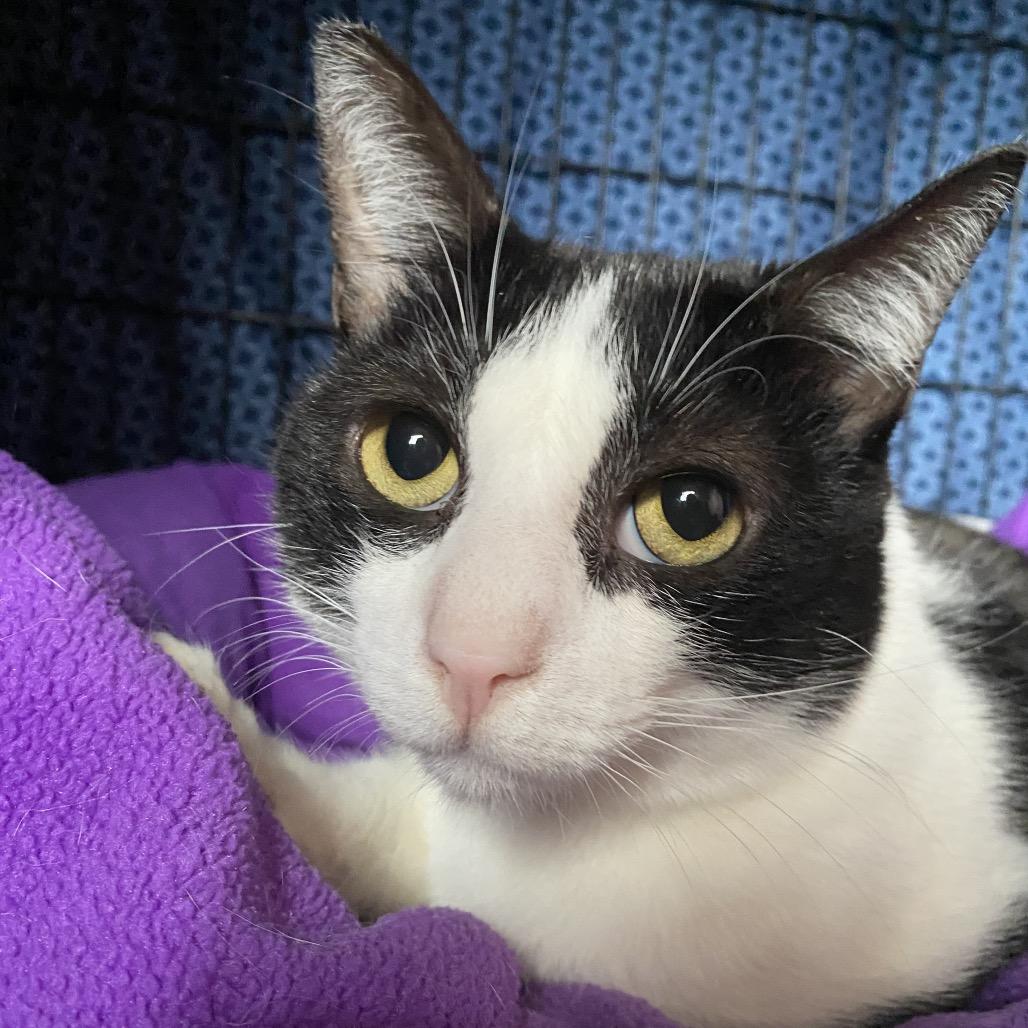 Enlarge Cappy, a Adoptable Domestic Short Hair in Spokane, WA image 3/6