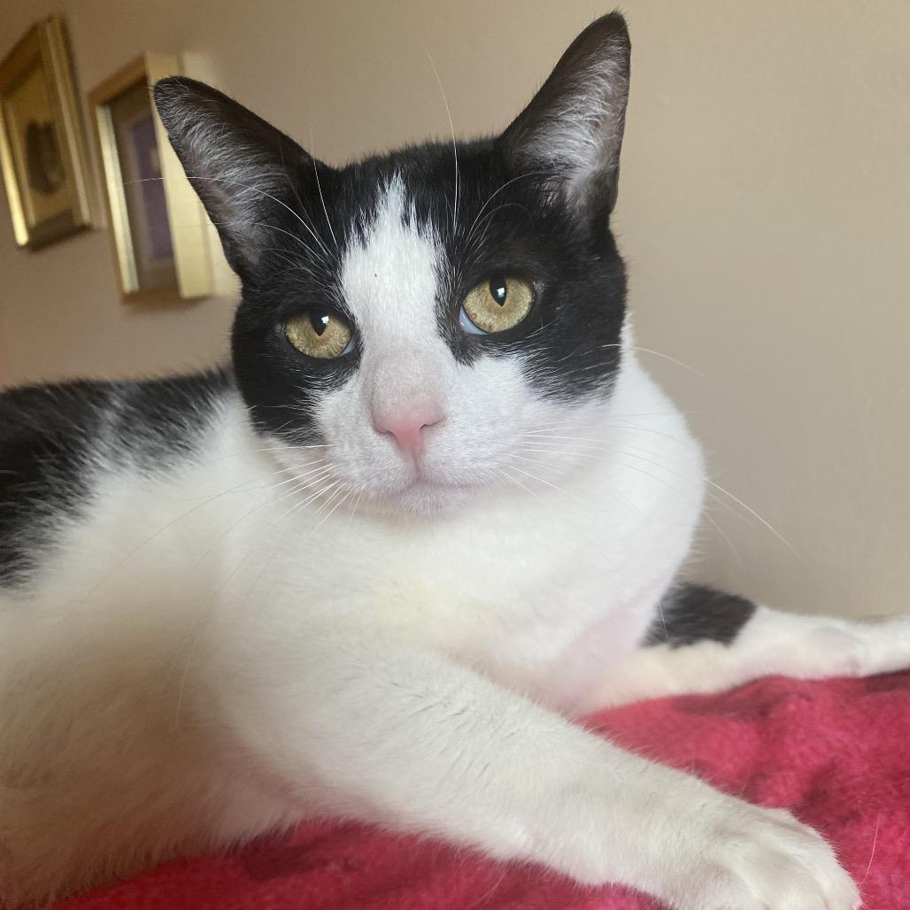 Enlarge Cappy, a Adoptable Domestic Short Hair in Spokane, WA image 6/6