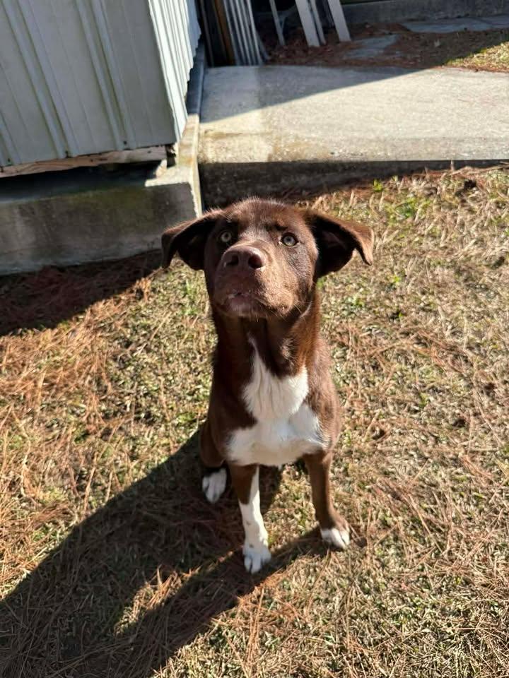Enlarge Maggie, a ADOPTABLE mixed breed in Wilmington, NC image 4/4