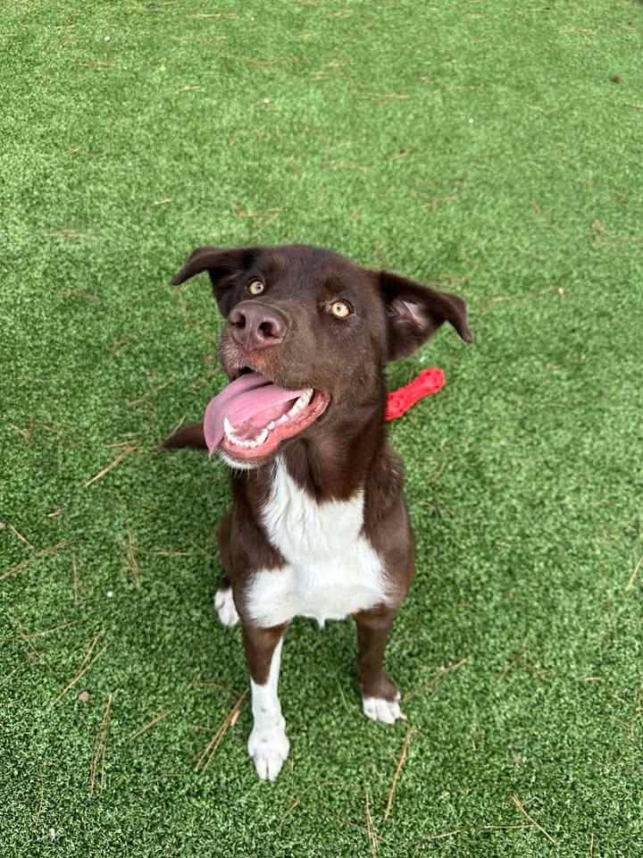 Enlarge Maggie, a ADOPTABLE mixed breed in Wilmington, NC image 1/4