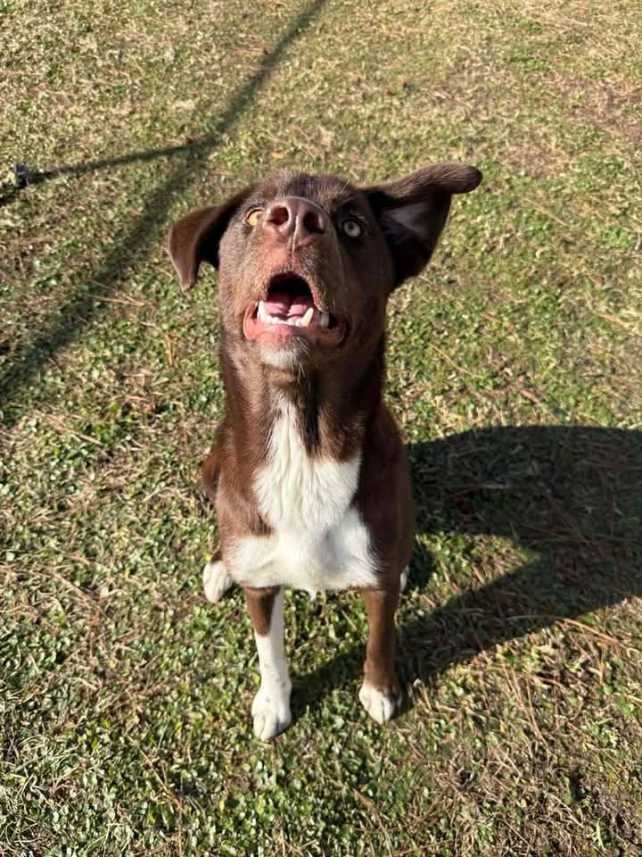 Enlarge Maggie, a ADOPTABLE mixed breed in Wilmington, NC image 3/4