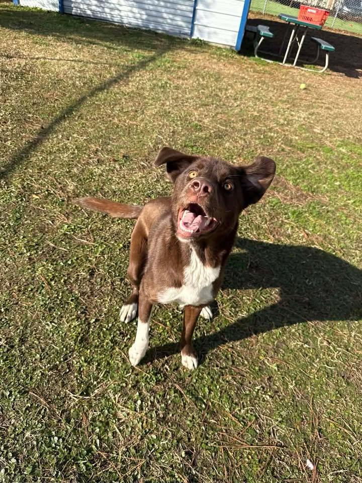 Enlarge Maggie, a ADOPTABLE mixed breed in Wilmington, NC image 2/4