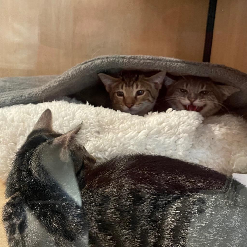Pumbaa: adoption pending, Adoptable, Kitten Female Domestic Short Hair.