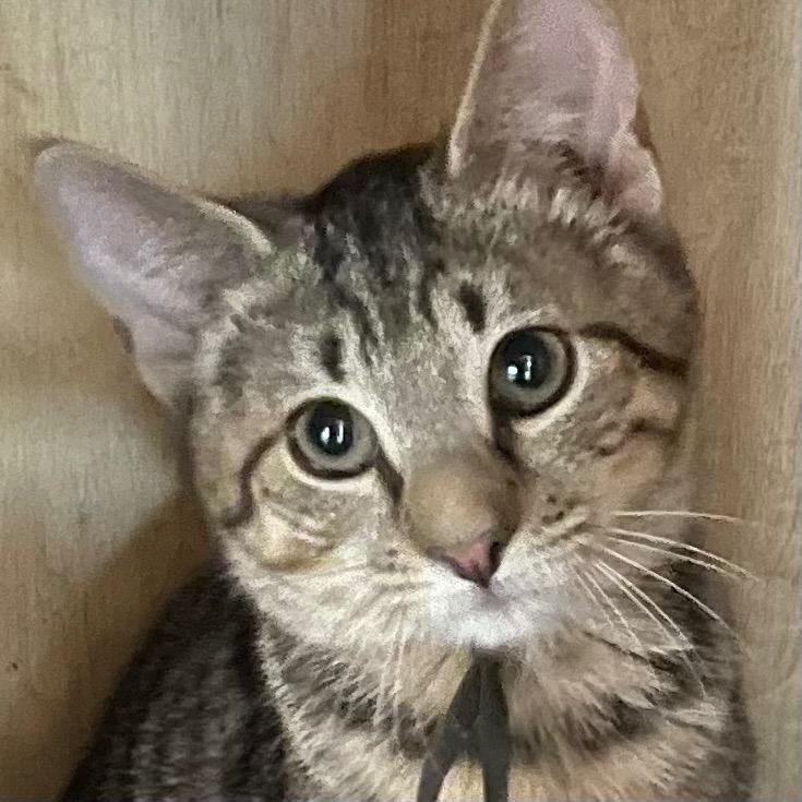 Enlarge Pumbaa: adoption pending, a Adoptable mixed breed in New York, NY image 2/3