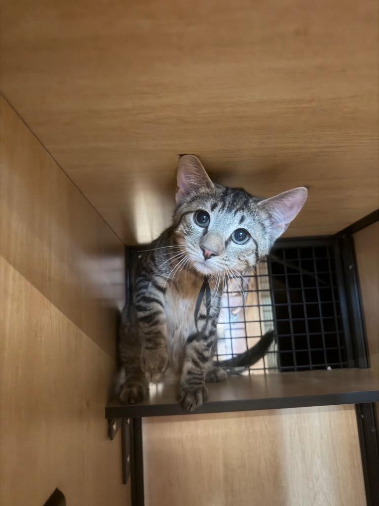 Enlarge Pumbaa: adoption pending, a Adoptable mixed breed in New York, NY image 3/3