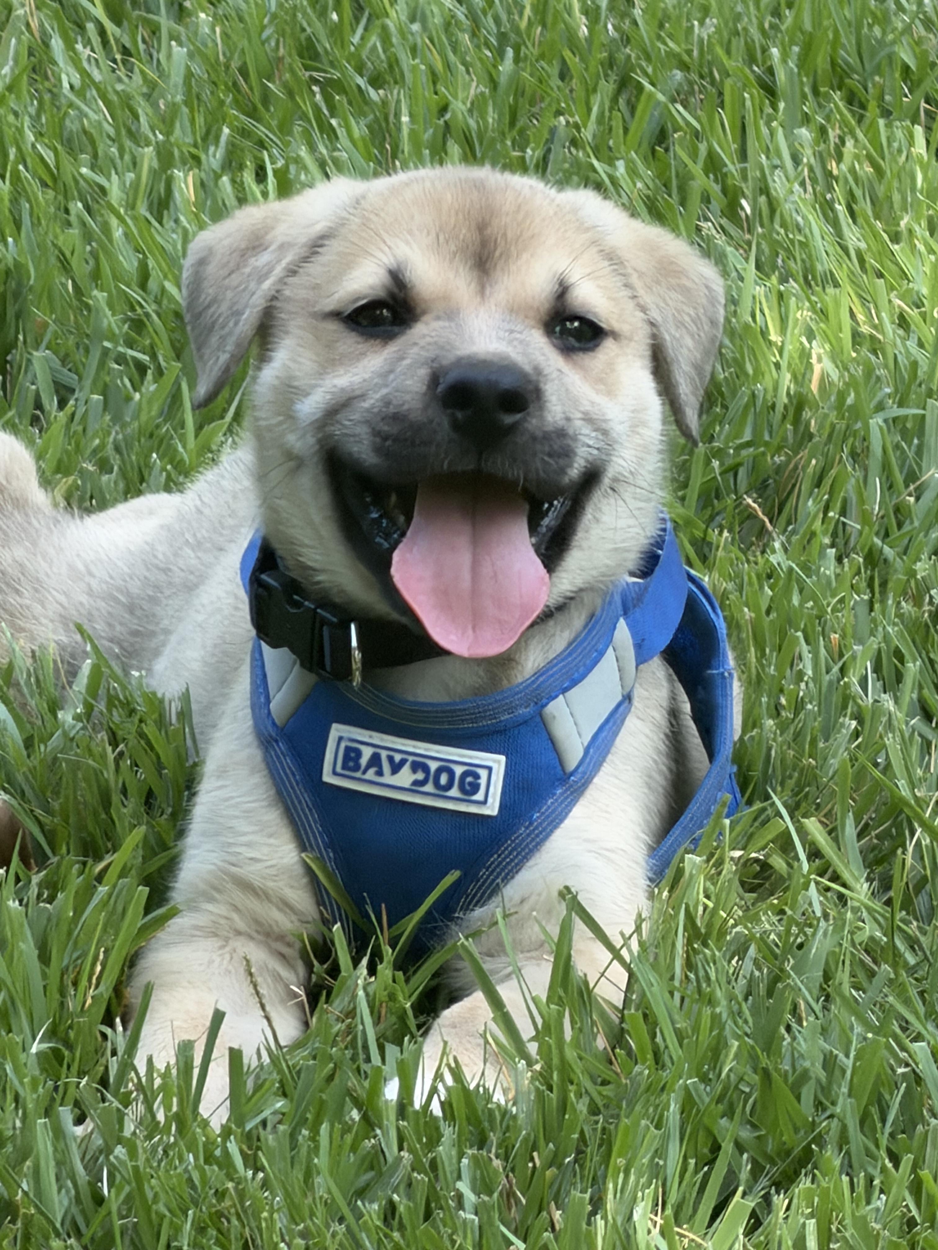 Enlarge Jameson, a ADOPTABLE mixed breed in Denver, NC image 4/5