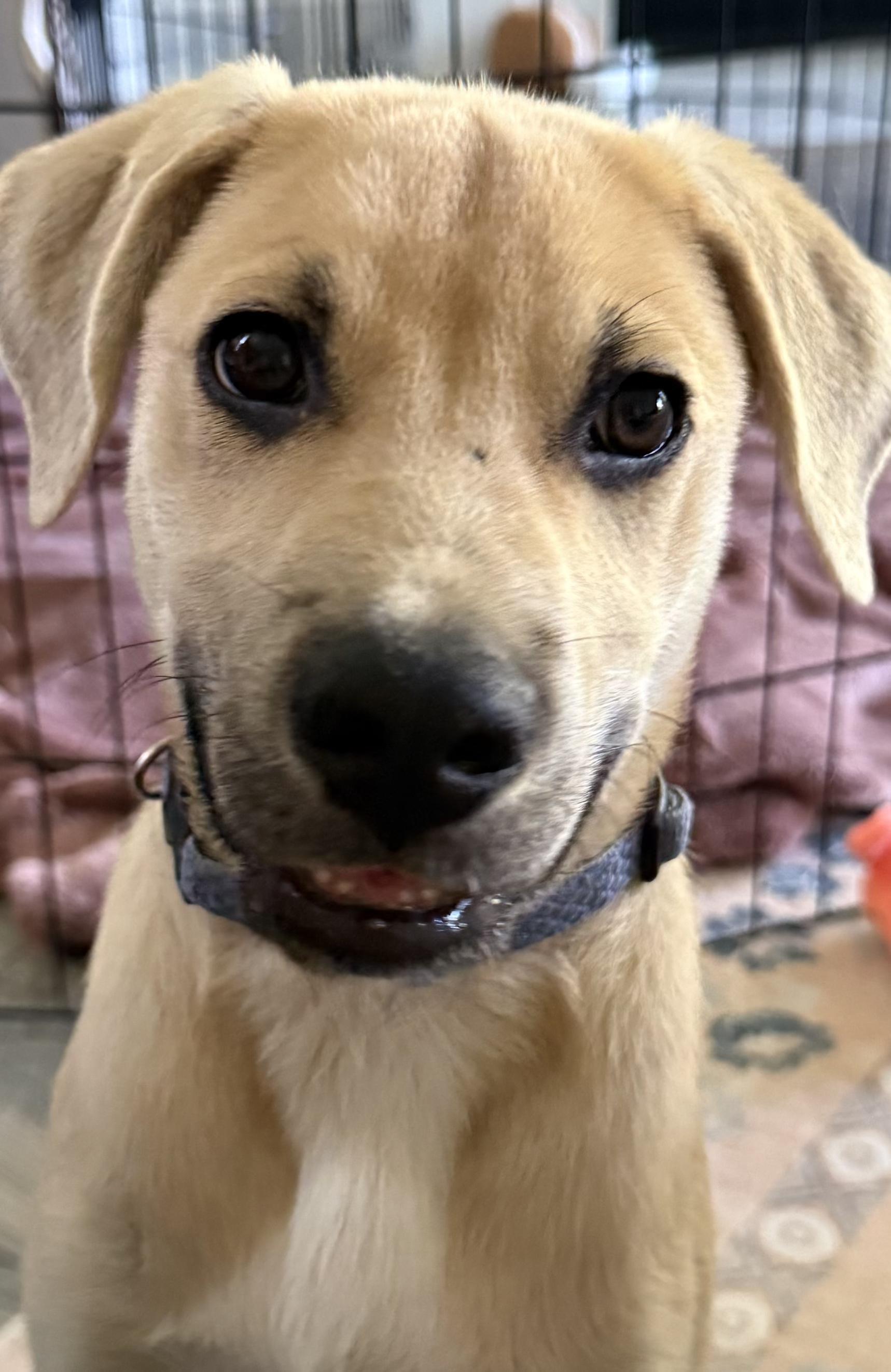 Whiskey, an adopted mixed breed in Denver, NC image 1/6