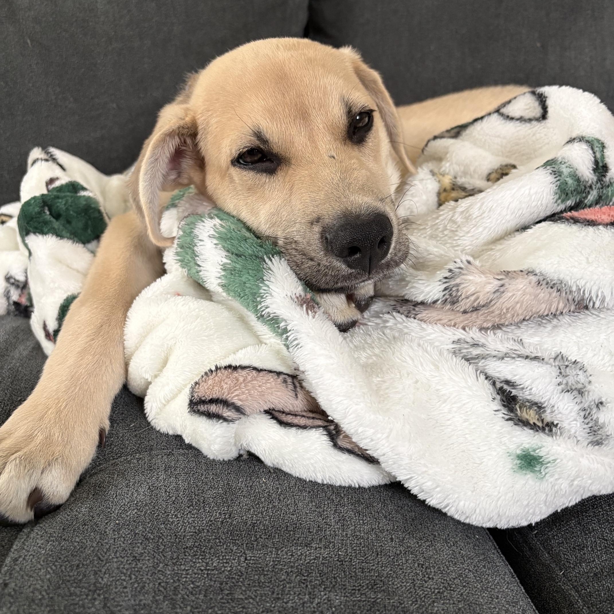 Whiskey, an adopted mixed breed in Denver, NC image 2/6