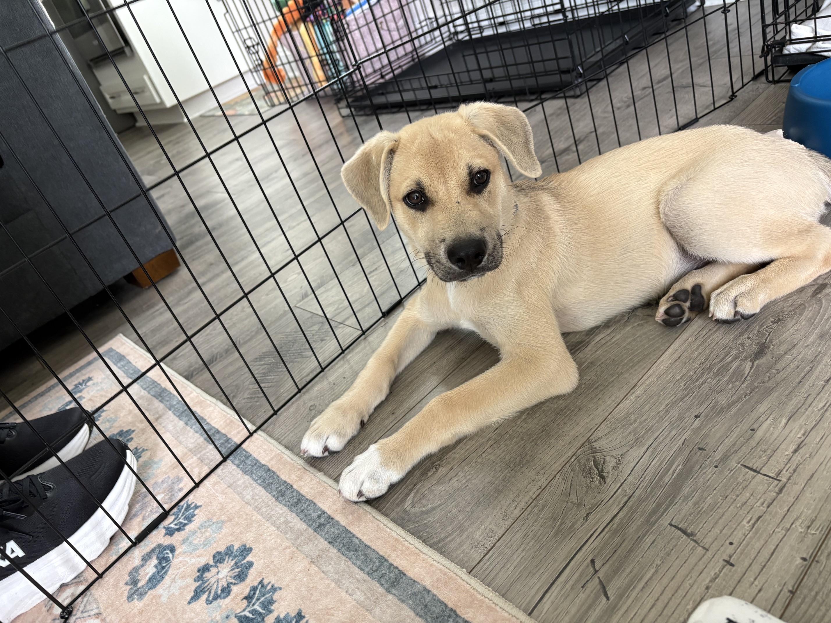 Whiskey, an adopted mixed breed in Denver, NC image 3/6