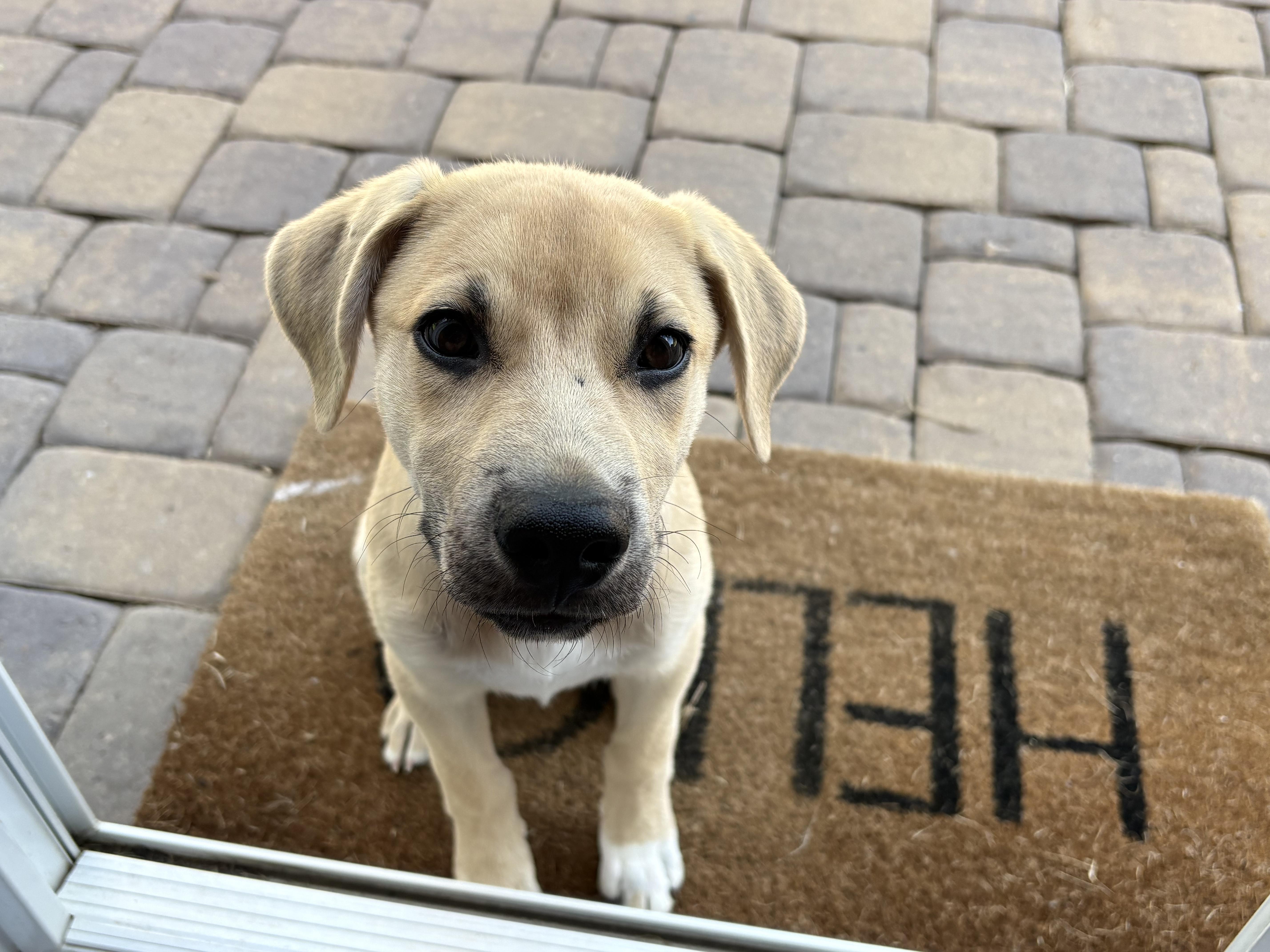 Whiskey, an adopted mixed breed in Denver, NC image 5/6