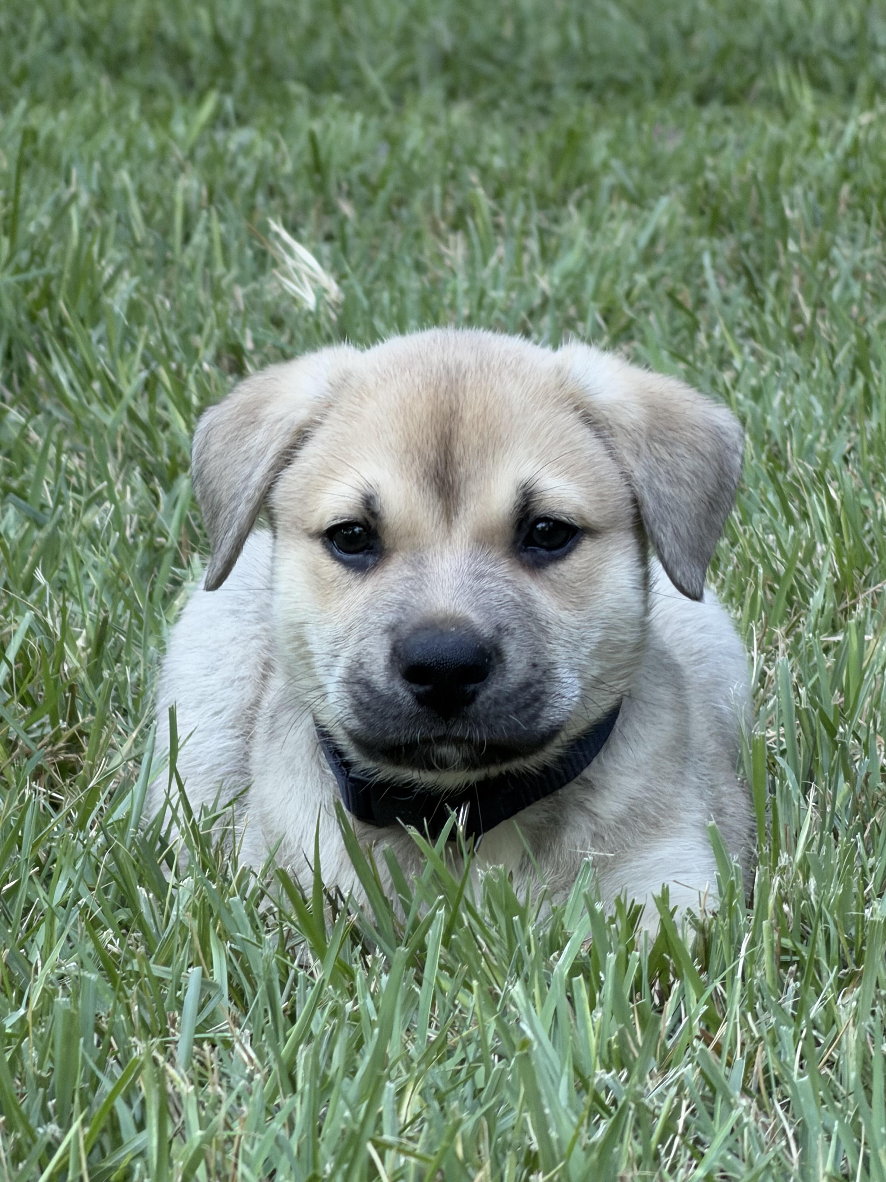 Jameson, ADOPTABLE, Puppy Male German Shepherd Dog.
