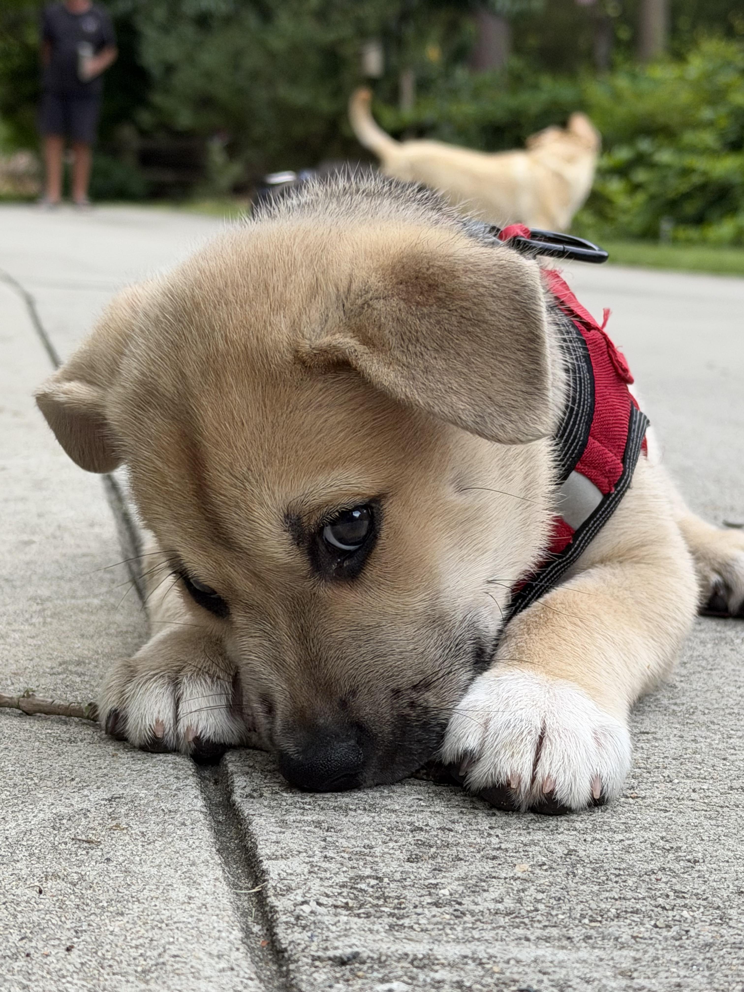 Enlarge Jameson, a ADOPTABLE mixed breed in Denver, NC image 2/5