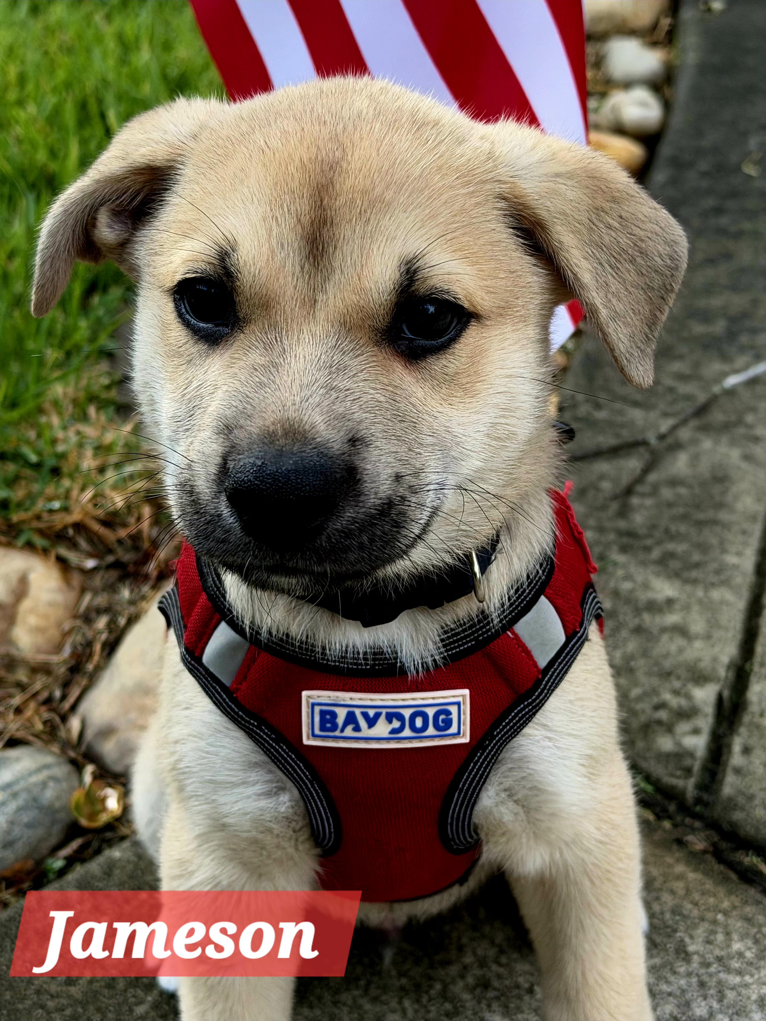 Enlarge Jameson, a ADOPTABLE mixed breed in Denver, NC image 5/5