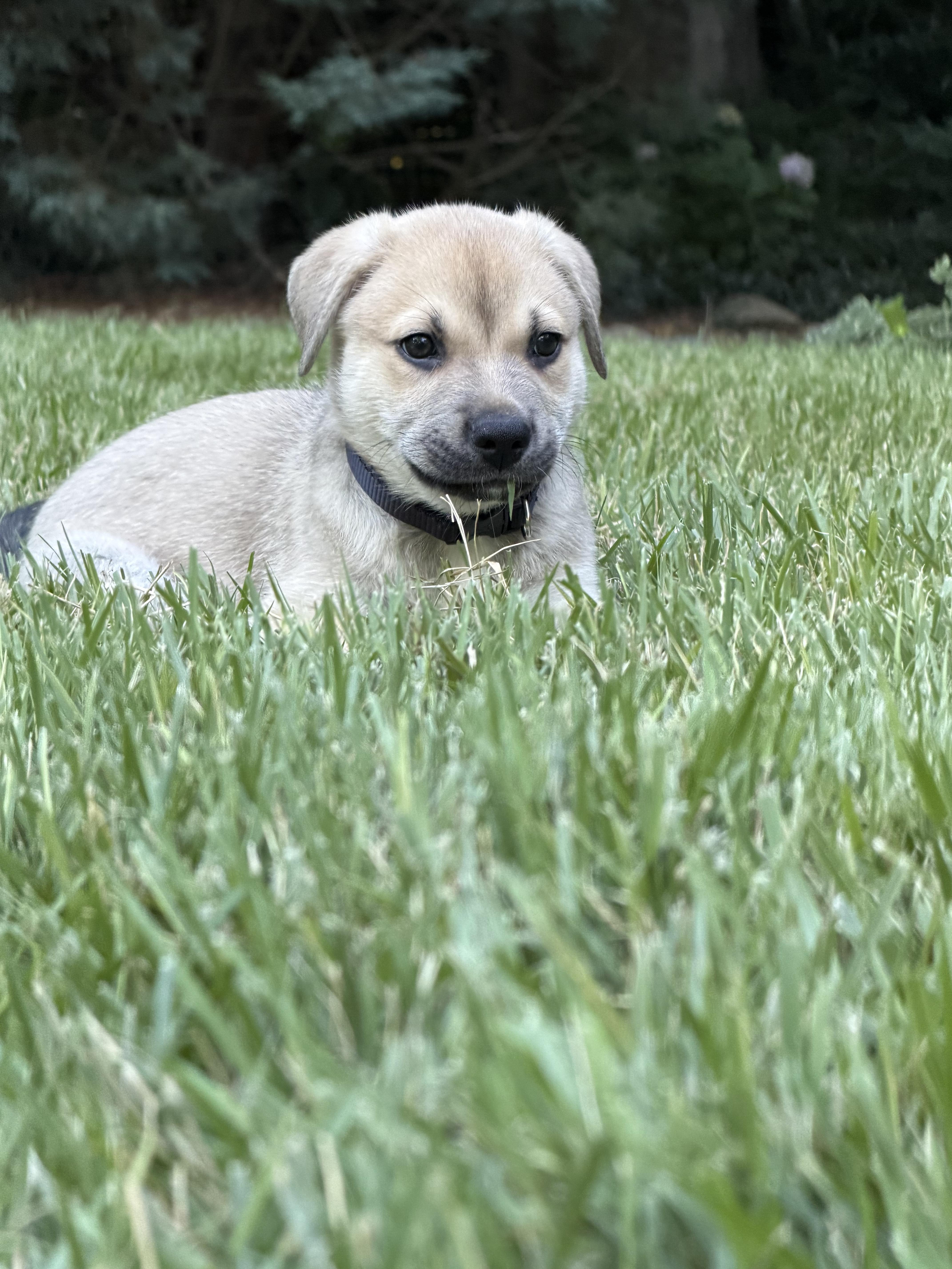 Enlarge Jameson, a ADOPTABLE mixed breed in Denver, NC image 3/5