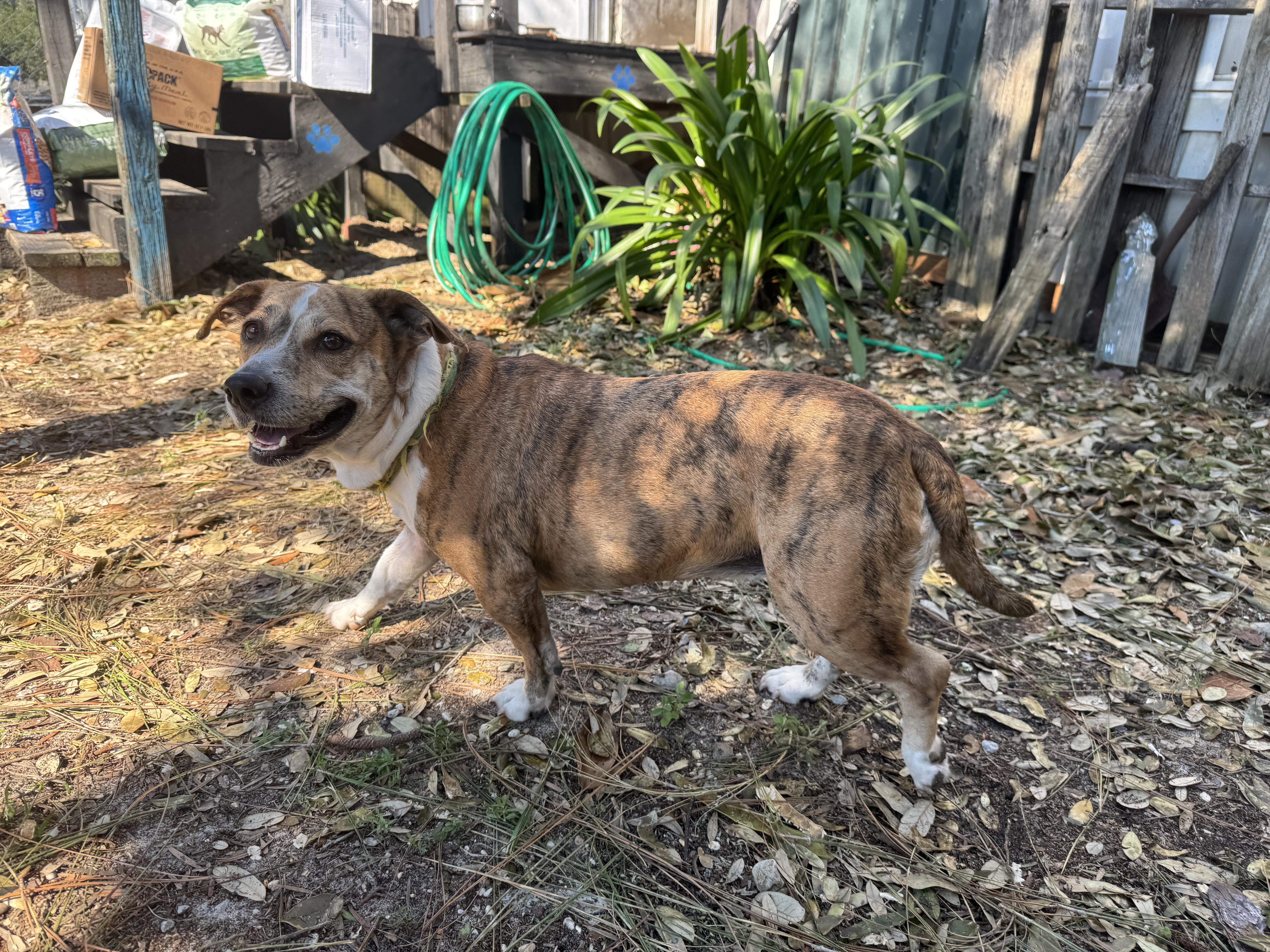 Enlarge Gracie, a Adoptable mixed breed in Navarre, FL image 5/5